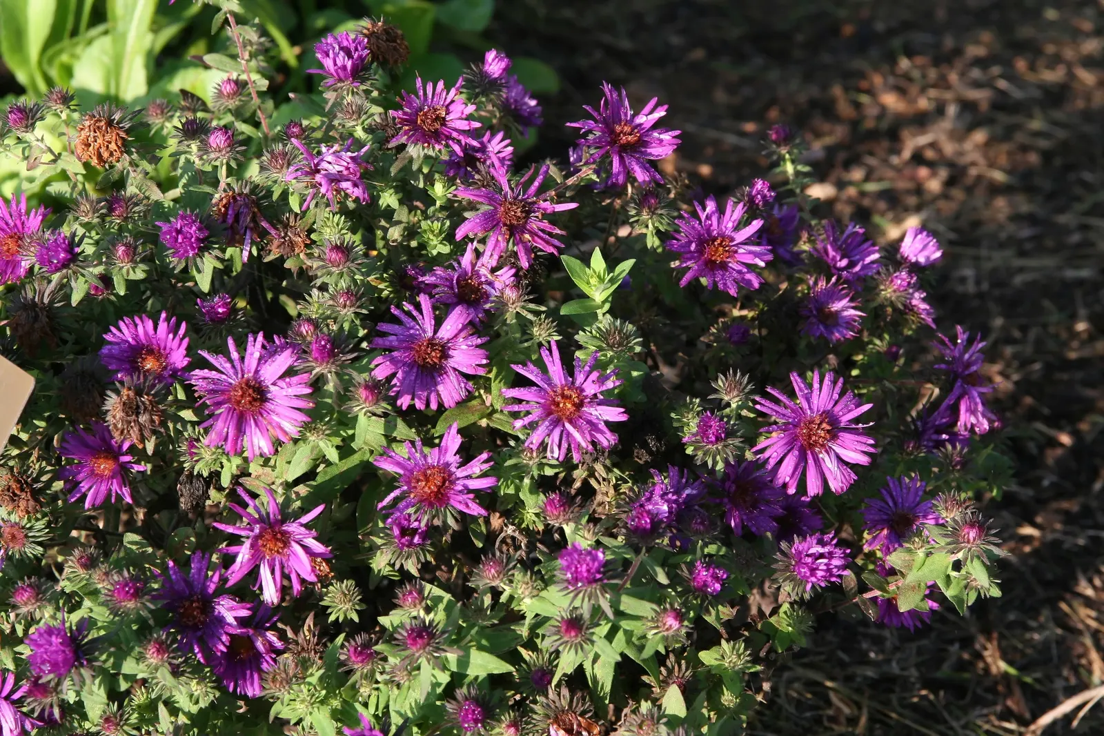 New England Aster (Aster Novae-Angliae) — it provides a dramatic splash of color leading up to the first frosts of winter; these flowers attract, image 80