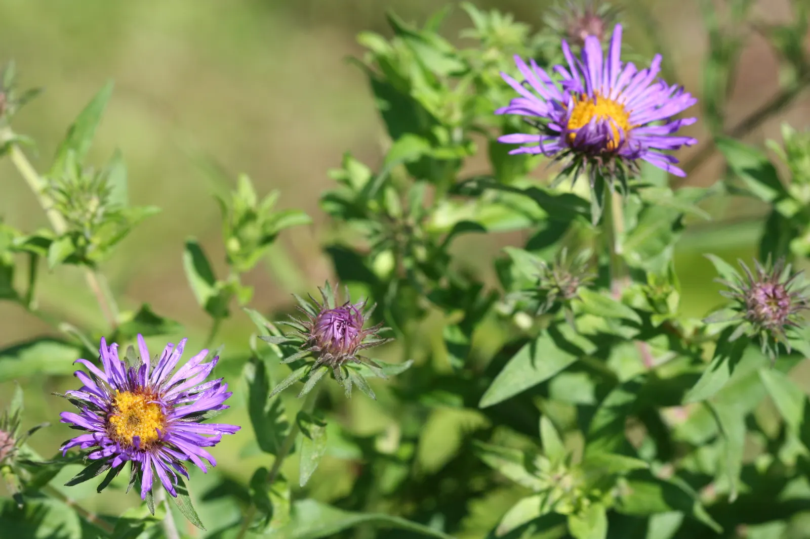 New England Aster (Aster Novae-Angliae) — making it a striking backdrop or a prominent feature in any garden design.<br><br>Robust and adaptable, image 128
