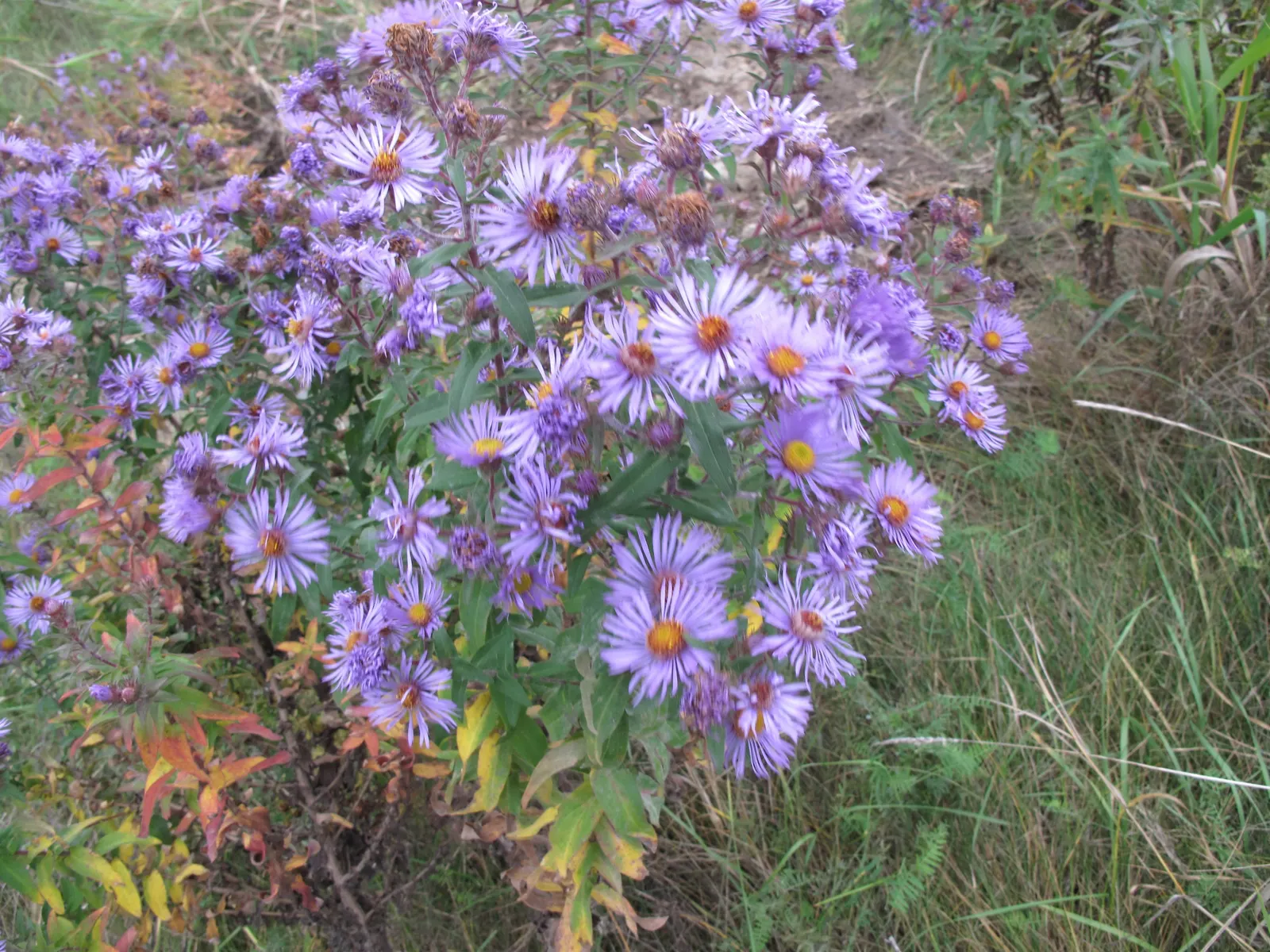New England Aster (Aster Novae-Angliae) — Given its height and potential for a bushy growth habit; supporting a symbiotic relationship with the, image 66