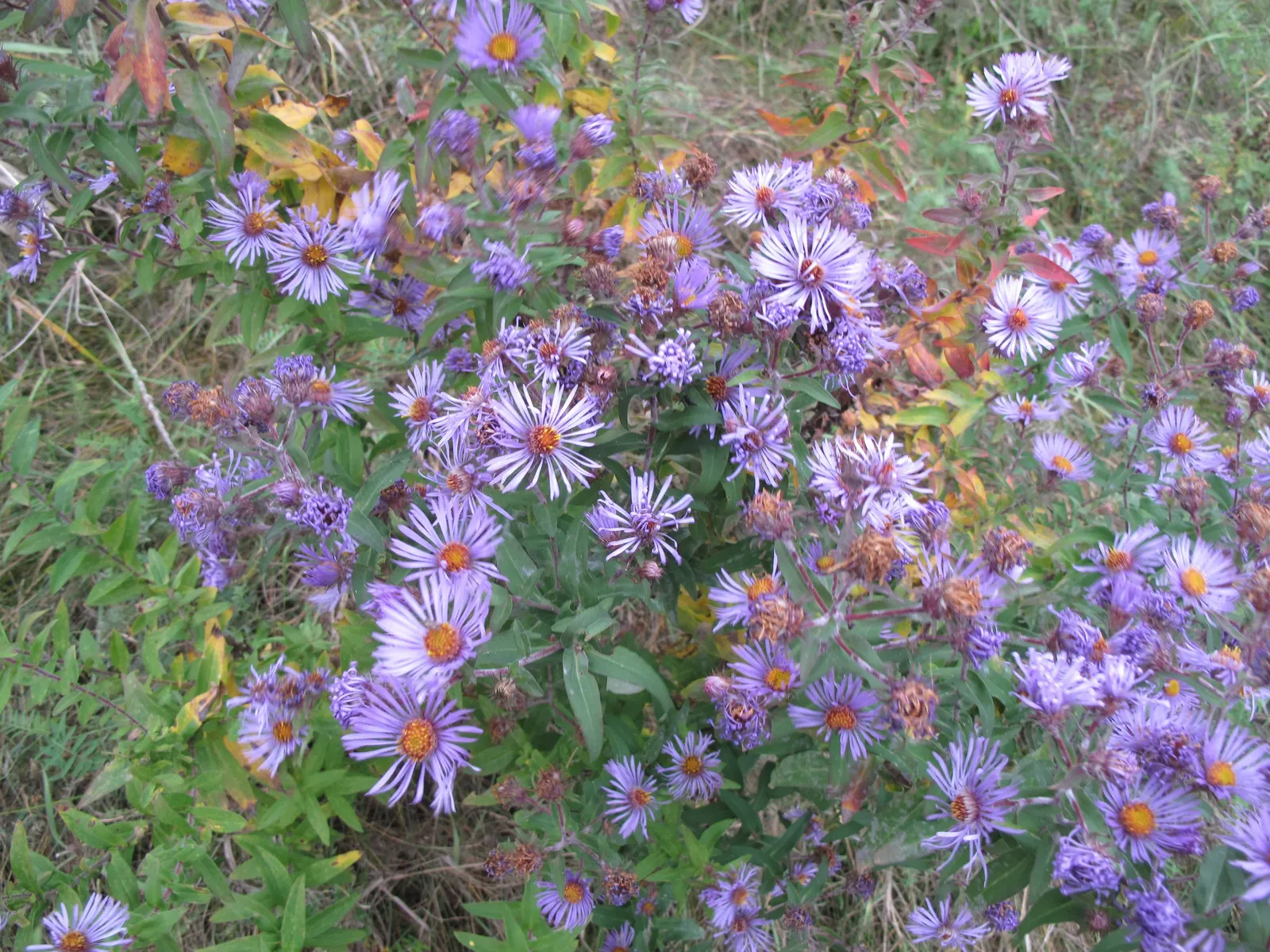 New England Aster (Aster Novae-Angliae) — indigenous to the Northeastern United States; the New England Aster (Aster novae-angliae) is a charismatic perennial