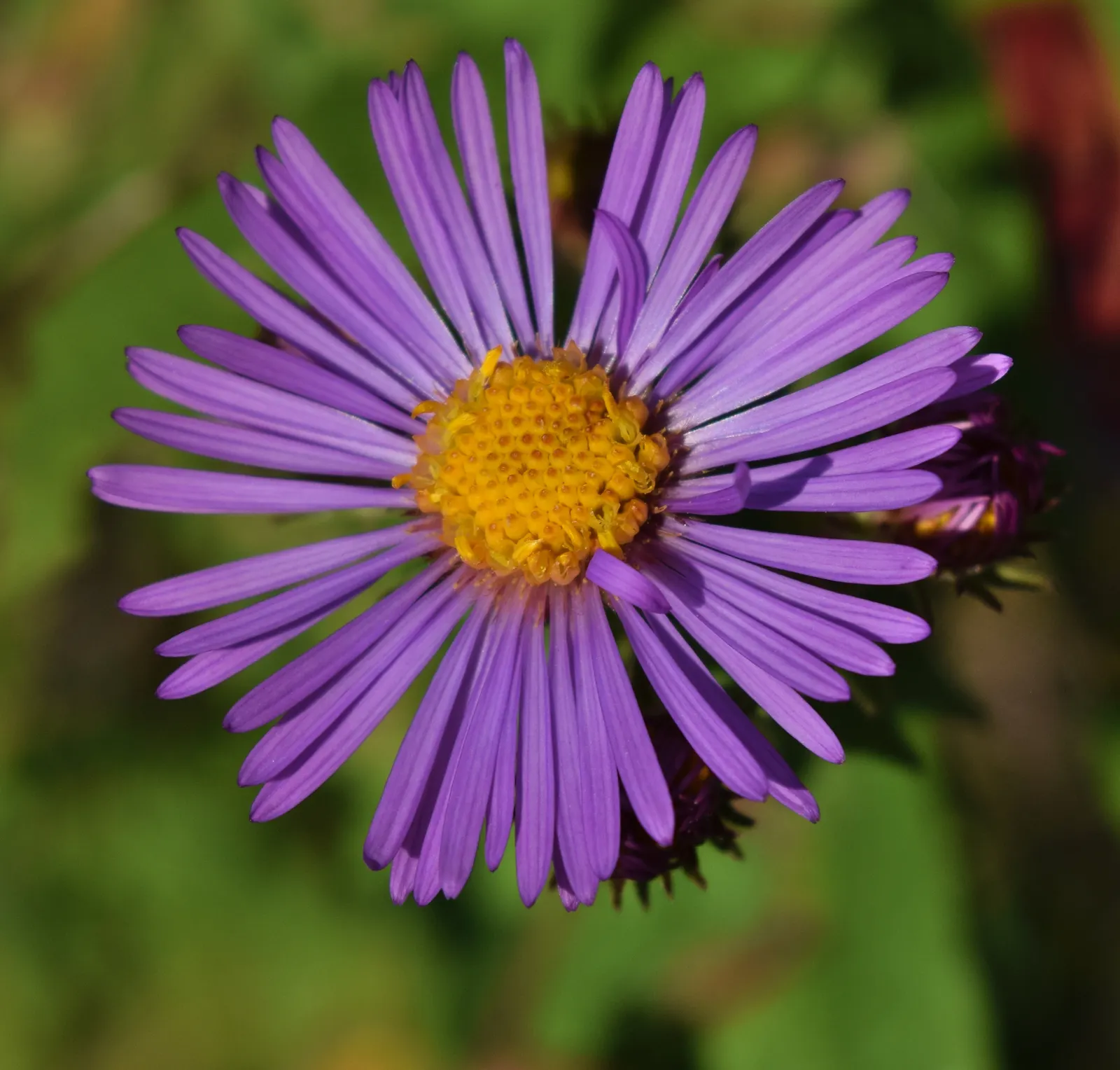 New England Aster (Aster Novae-Angliae) — This hardy plant can reach an impressive height of 3 to 6 feet with a spread of about 2 to 3 feet