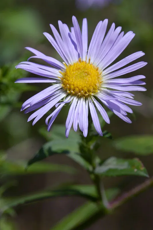 New England Aster (Aster Novae-Angliae) — indigenous to the Northeastern United States; the New England Aster (Aster novae-angliae) is a, image 100