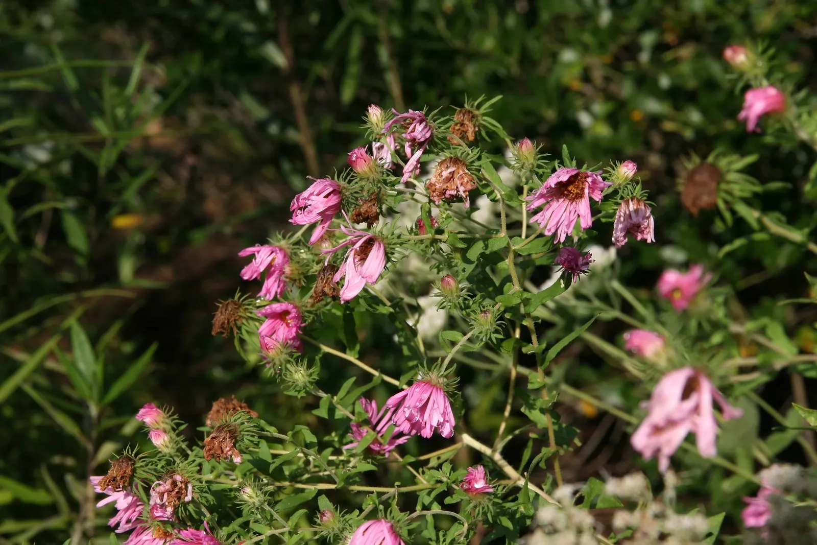 New England Aster (Aster Novae-Angliae) — This hardy plant can reach an impressive height of 3 to 6 feet with a spread of about 2 to 3 feet, image 127