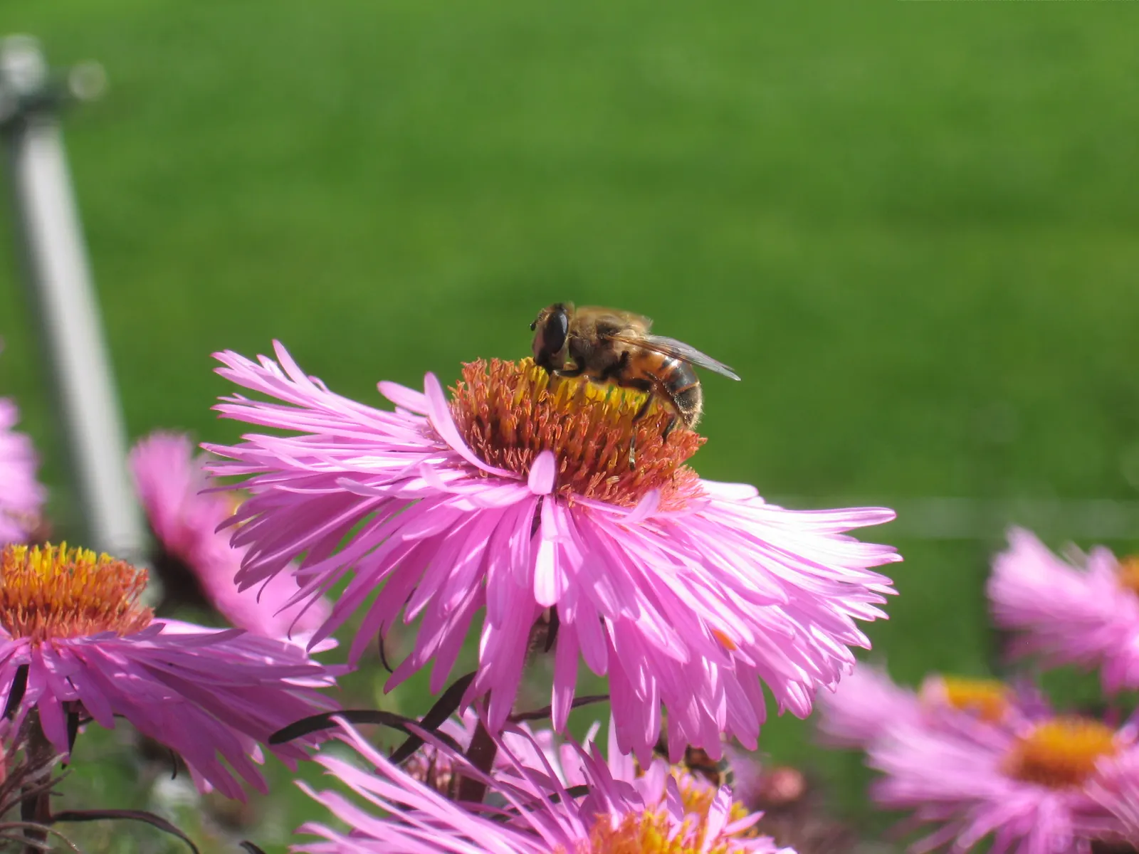 New England Aster (Aster Novae-Angliae) — offering late-season color and wildlife support; it prefers moist, well-drained soils with a pH that, image 98