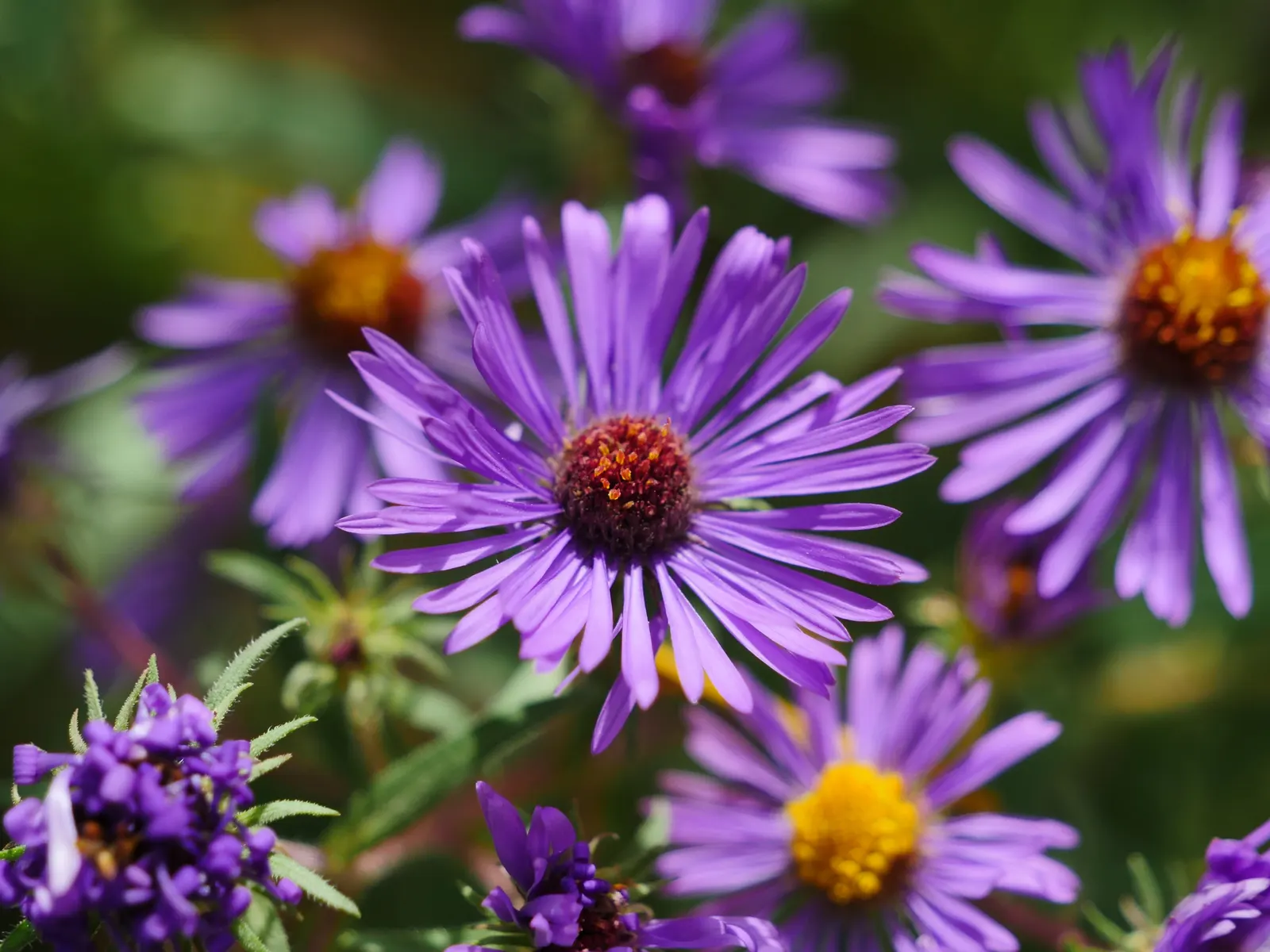 New England Aster (Aster Novae-Angliae) — It's noteworthy for its resilience against common pests and diseases