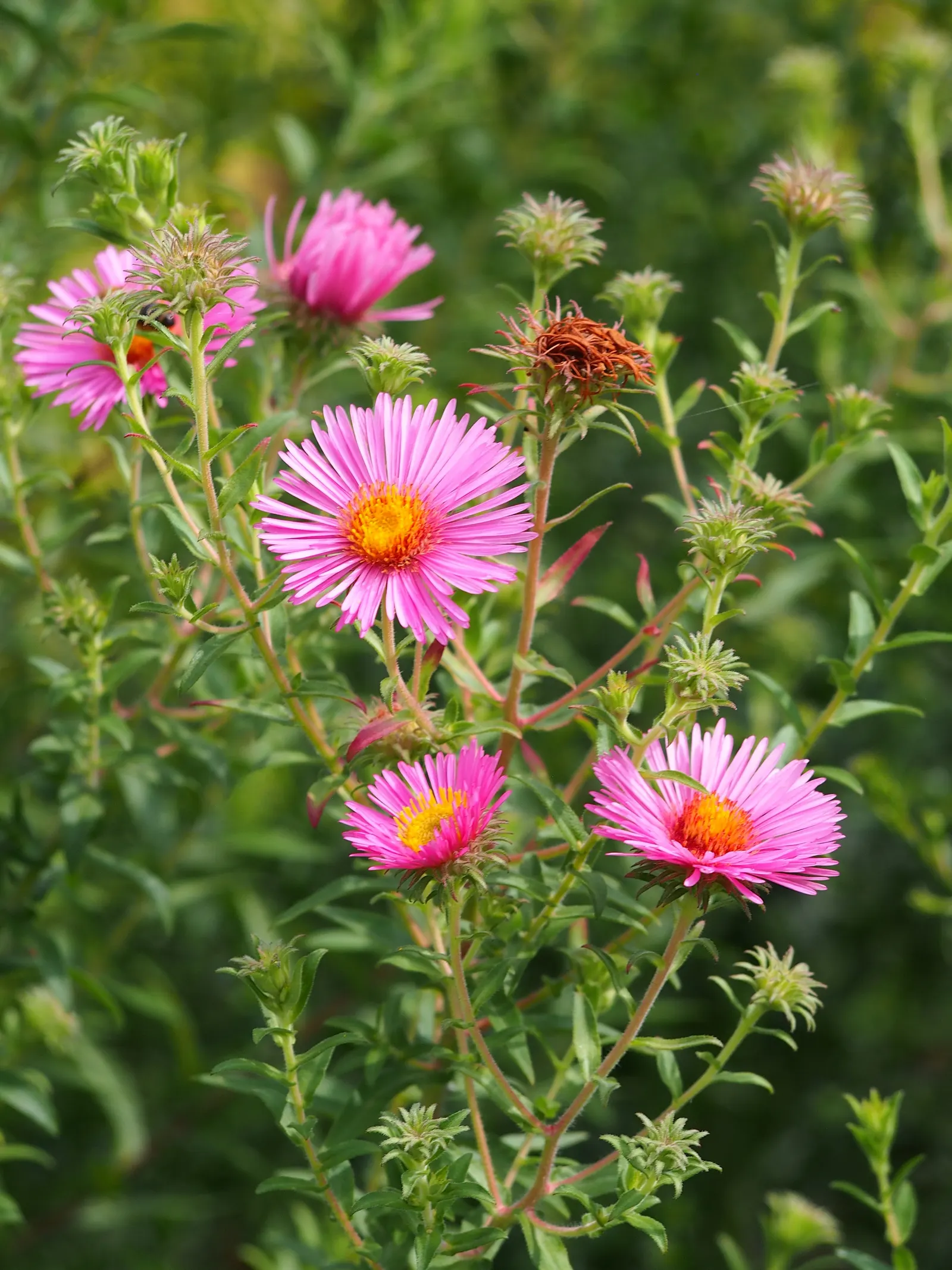 New England Aster (Aster Novae-Angliae) — the New England Aster thrives in full sunlight; reaching heights of 3-6 feet with a spread of 2-3 feet, image 106