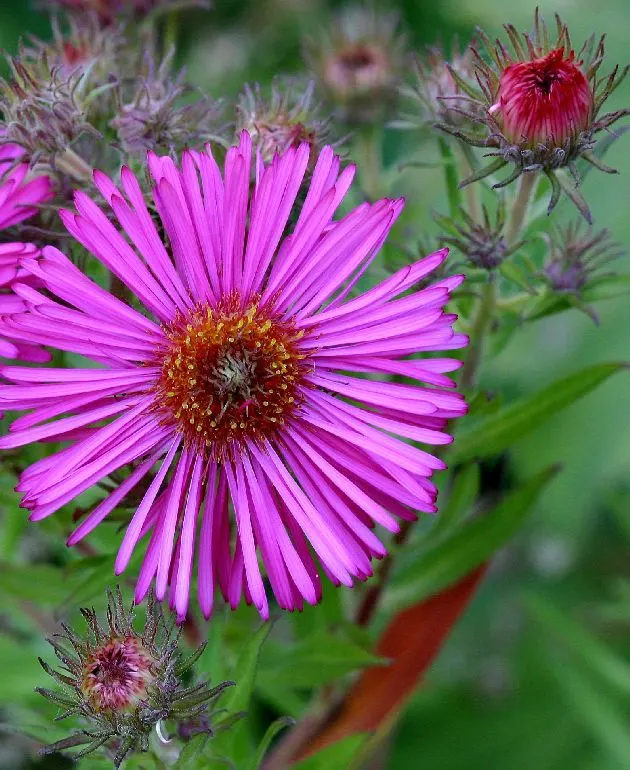 New England Aster (Aster Novae-Angliae) — but can also endure partial shade