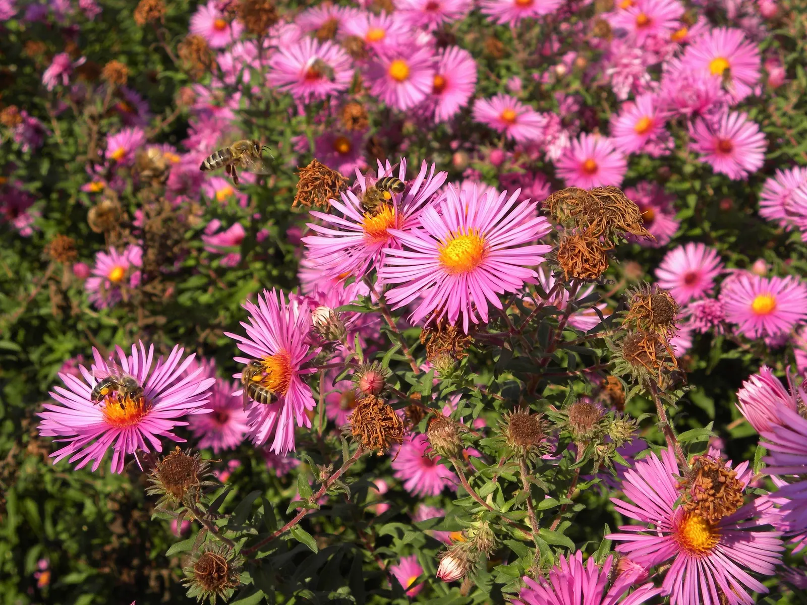 New England Aster (Aster Novae-Angliae) — celebrated for its vibrant purple to magenta blossoms