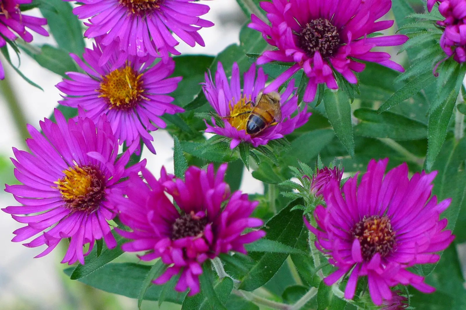 New England Aster (Aster Novae-Angliae) — It prefers moist, well-drained soils with a pH that ranges from mildly acidic to neutral; it's noteworthy, image 62
