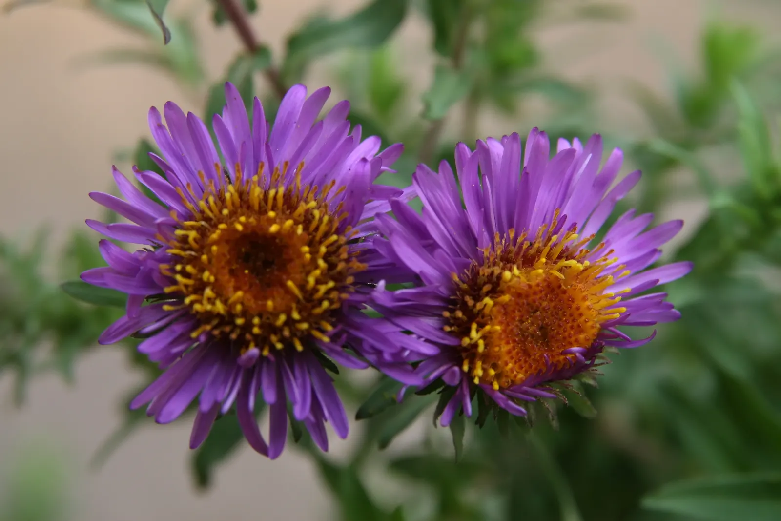 New England Aster (Aster Novae-Angliae) — perennial for full; given its height and potential for a bushy growth habit, image 69