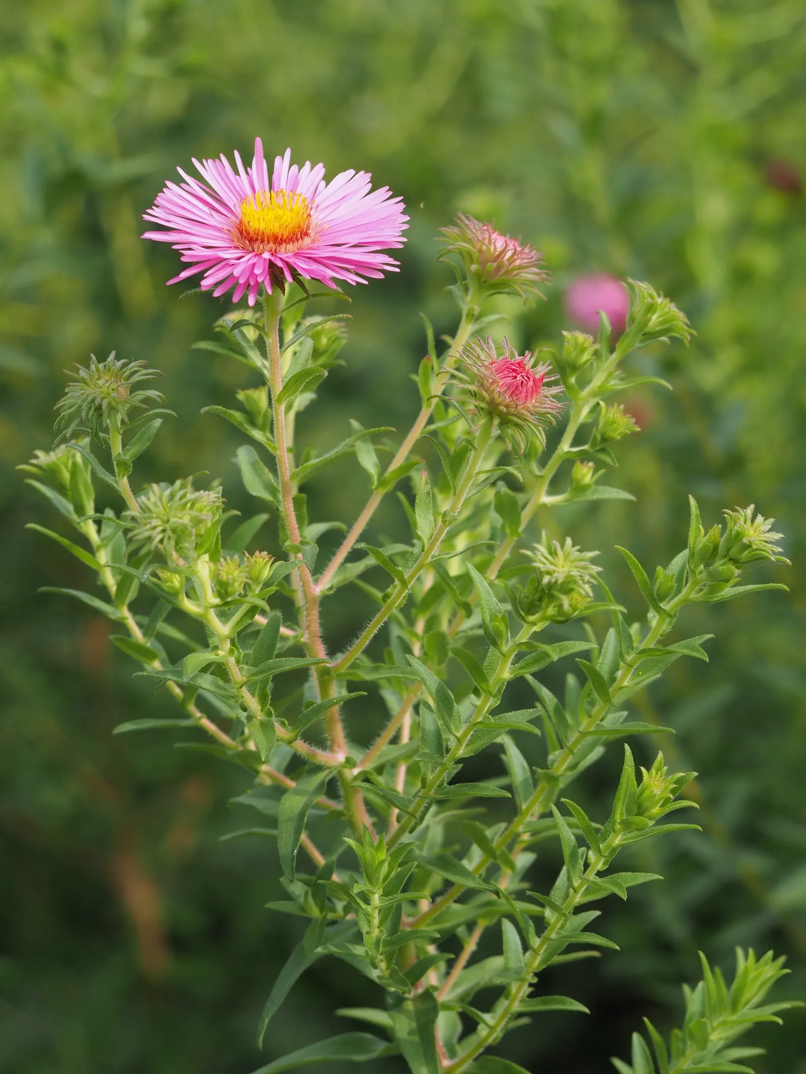 New England Aster (Aster Novae-Angliae) — It prefers moist, well-drained soils with a pH that ranges from mildly acidic to neutral; it's noteworthy, image 108