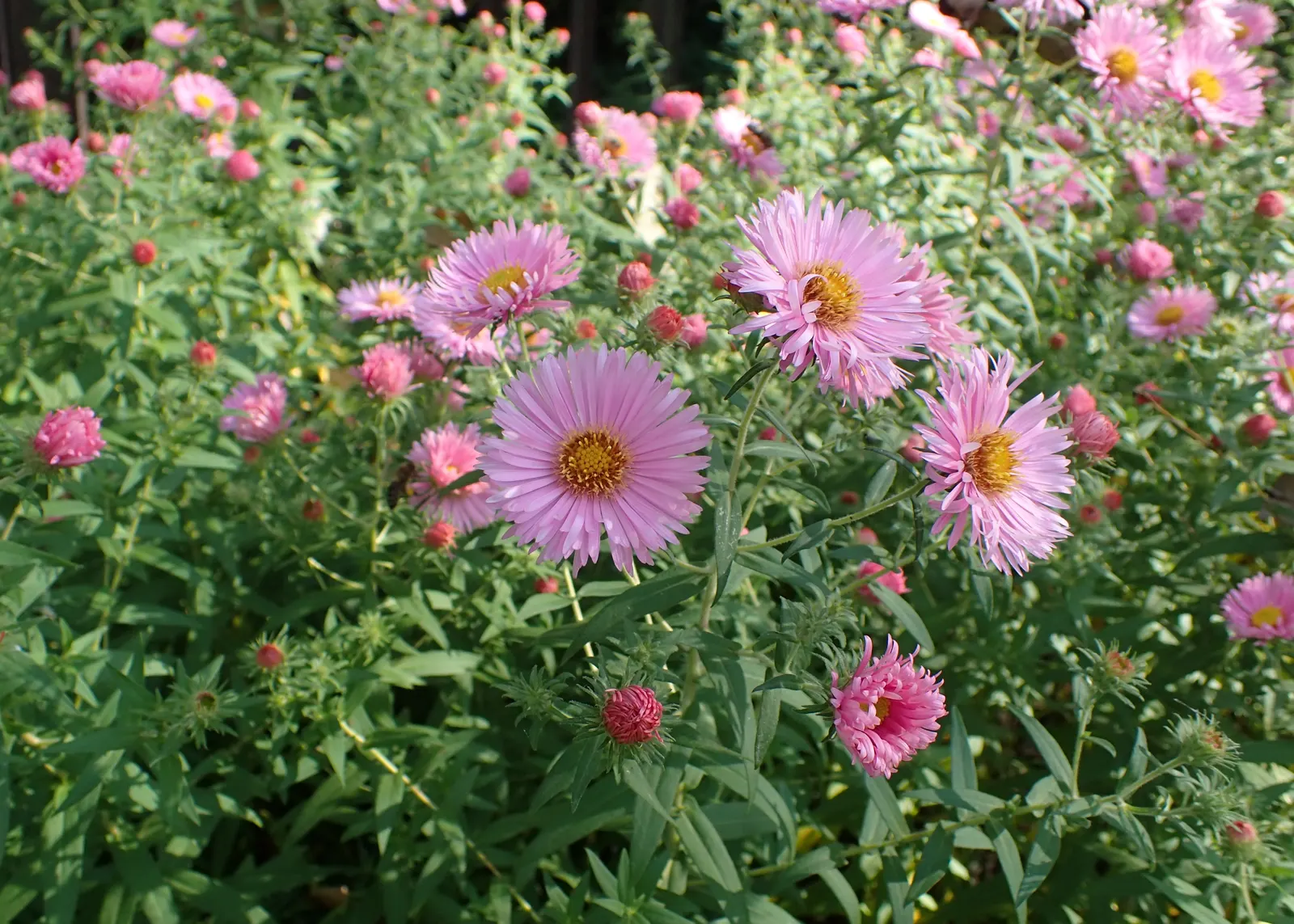 New England Aster (Aster Novae-Angliae) — The New England Aster (Aster novae-angliae) is a hardy perennial; it boasts vibrant purple to rose-hued, image 116