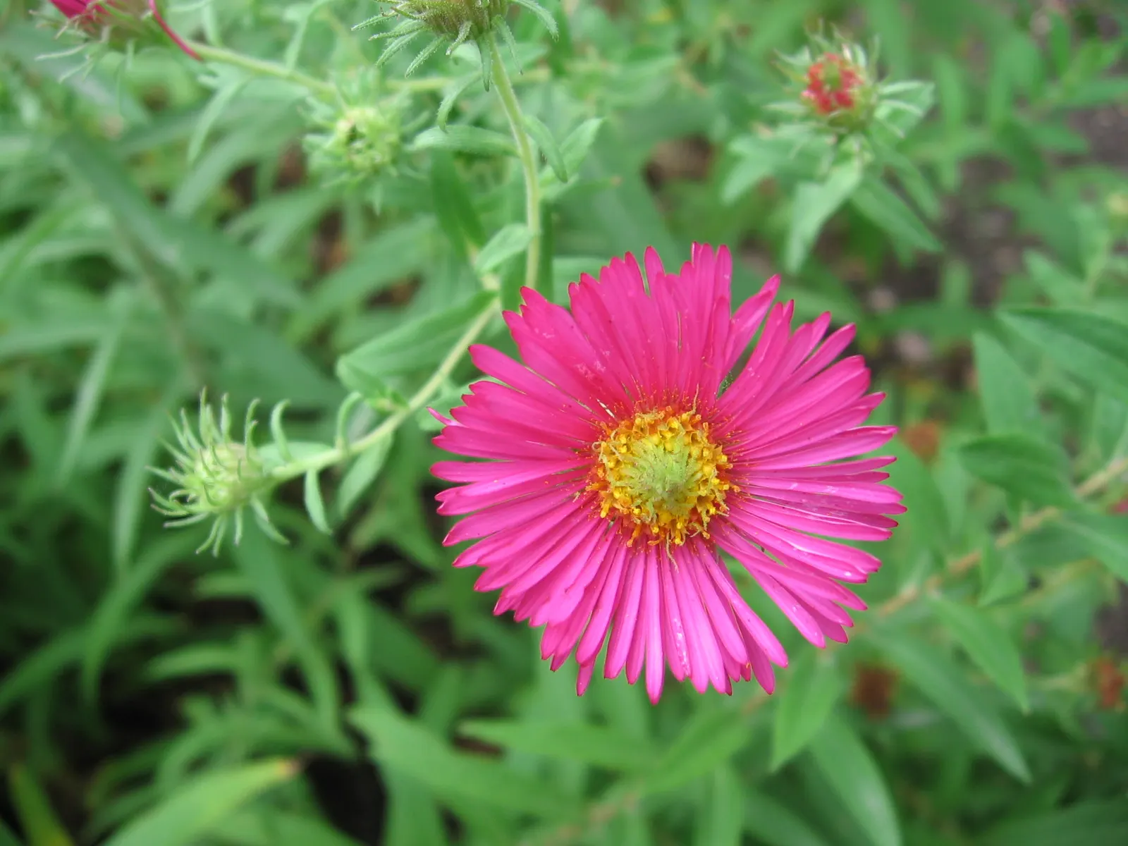 New England Aster (Aster Novae-Angliae) — and flourishes in full sun to partial shade; it provides a dramatic splash of color leading up to the, image 71