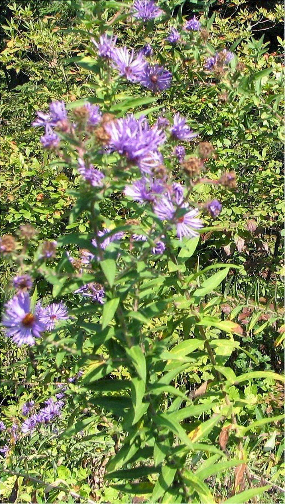 New England Aster (Aster Novae-Angliae) — it boasts vibrant purple to rose-hued blooms