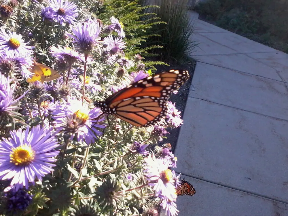 New England Aster (Aster Novae-Angliae) — This hardy plant can reach an impressive height of 3 to 6 feet with a spread of about 2 to 3 feet, image 104