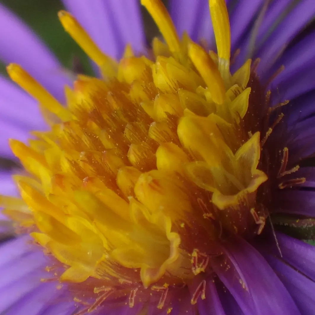 New England Aster (Aster Novae-Angliae) — but can also endure partial shade; typically blooming in the late summer through fall, image 130