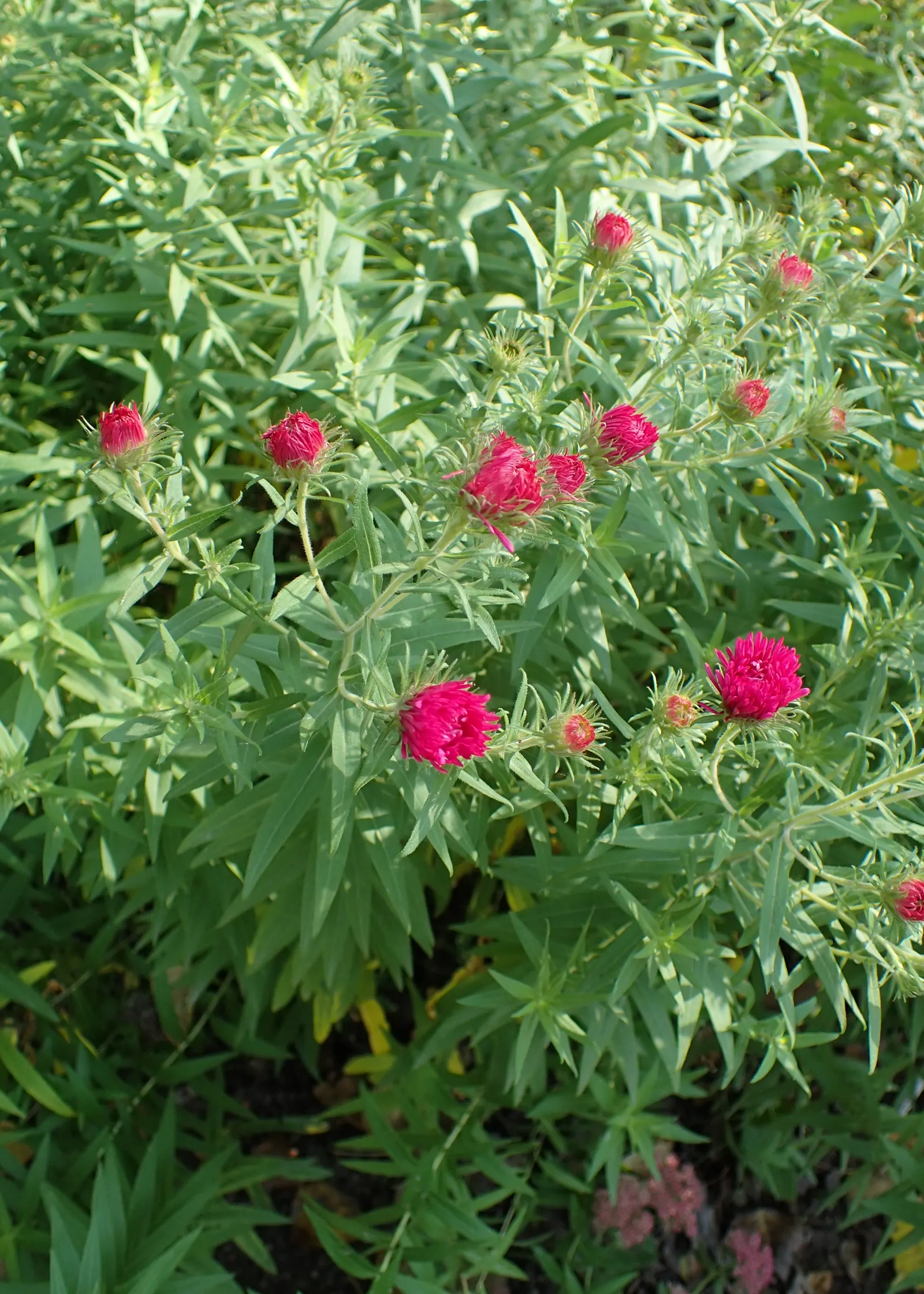New England Aster (Aster Novae-Angliae) — occasional pruning may be necessary to maintain a tidy appearance; offering late-season color and, image 90