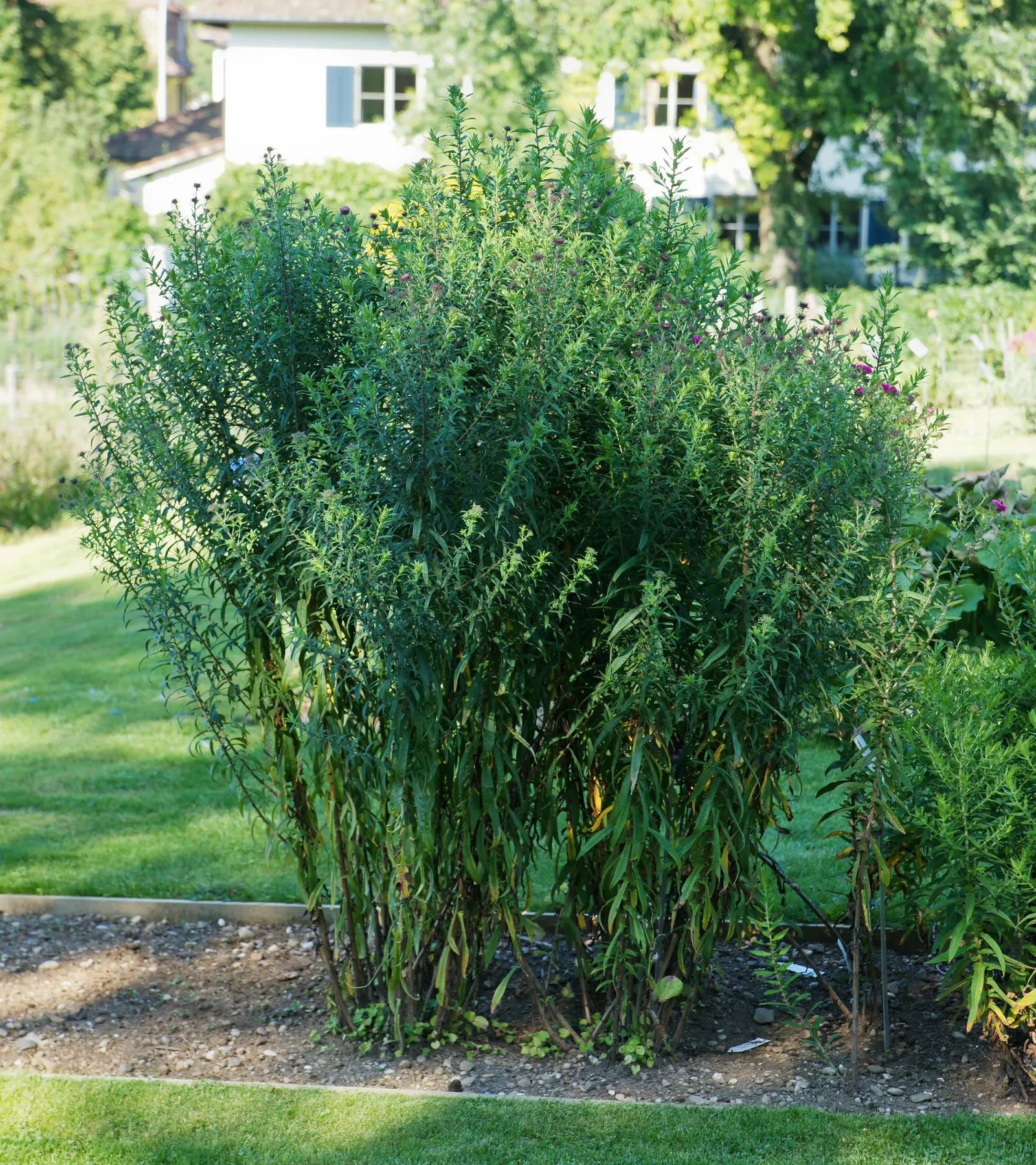 New England Aster (Aster Novae-Angliae) — it boasts vibrant purple to rose-hued blooms; and flourishes in full sun to partial shade