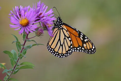 New England Aster (Aster Novae-Angliae) — It's noteworthy for its resilience against common pests and diseases; the New England Aster (Aster, image 63