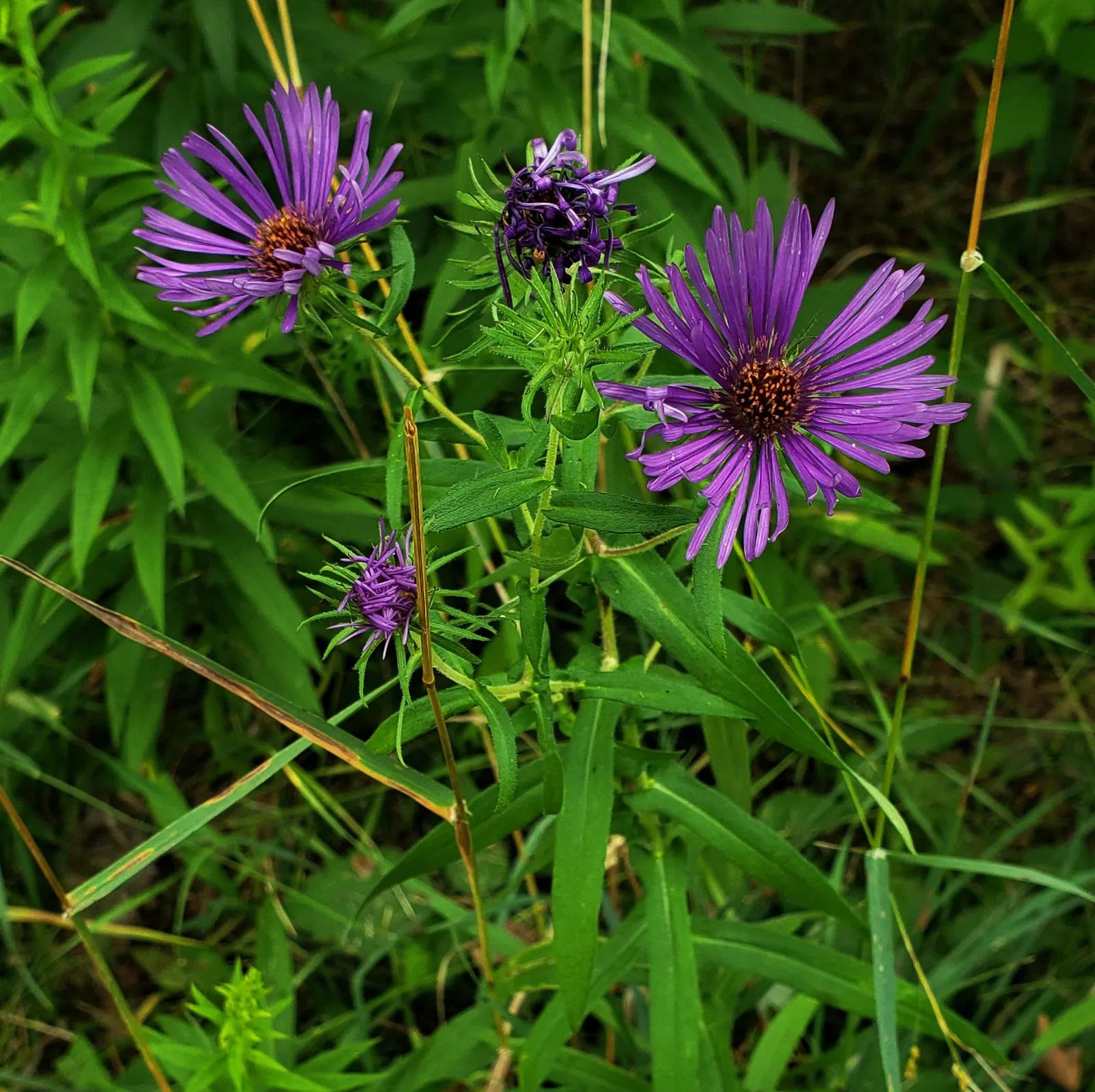 New England Aster (Aster Novae-Angliae) — it boasts vibrant purple to rose-hued blooms; and flourishes in full sun to partial shade, image 73