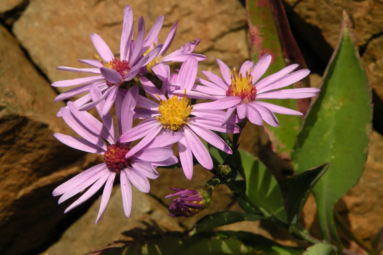 New England Aster (Aster Novae-Angliae) — but can also endure partial shade; typically blooming in the late summer through fall
