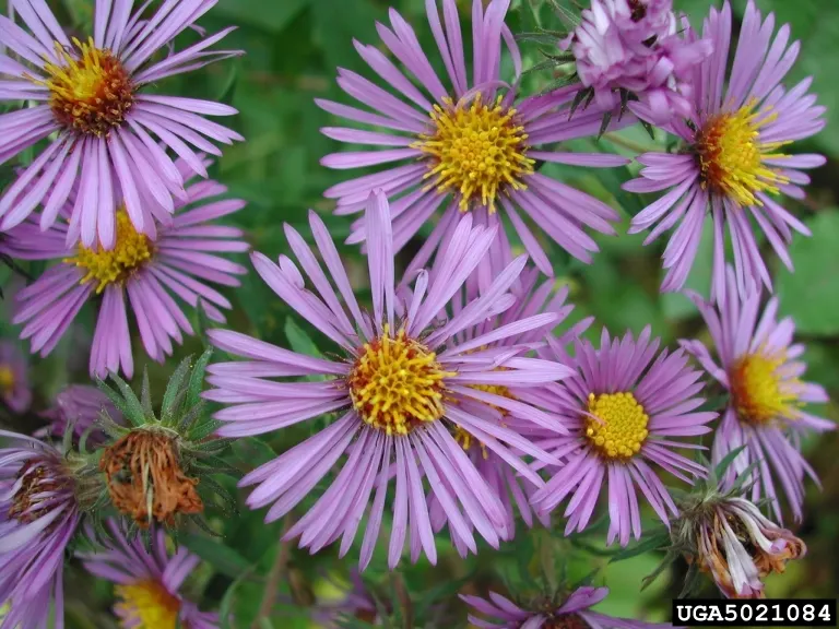 New England Aster (Aster Novae-Angliae) — Typically blooming in the late summer through fall; occasional pruning may be necessary to maintain a, image 79