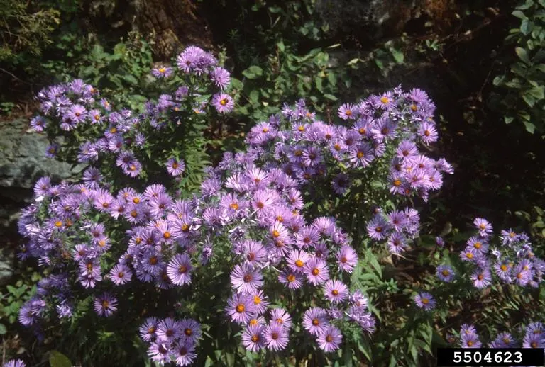 New England Aster (Aster Novae-Angliae) — indigenous to the Northeastern United States; the New England Aster (Aster novae-angliae) is a, image 77