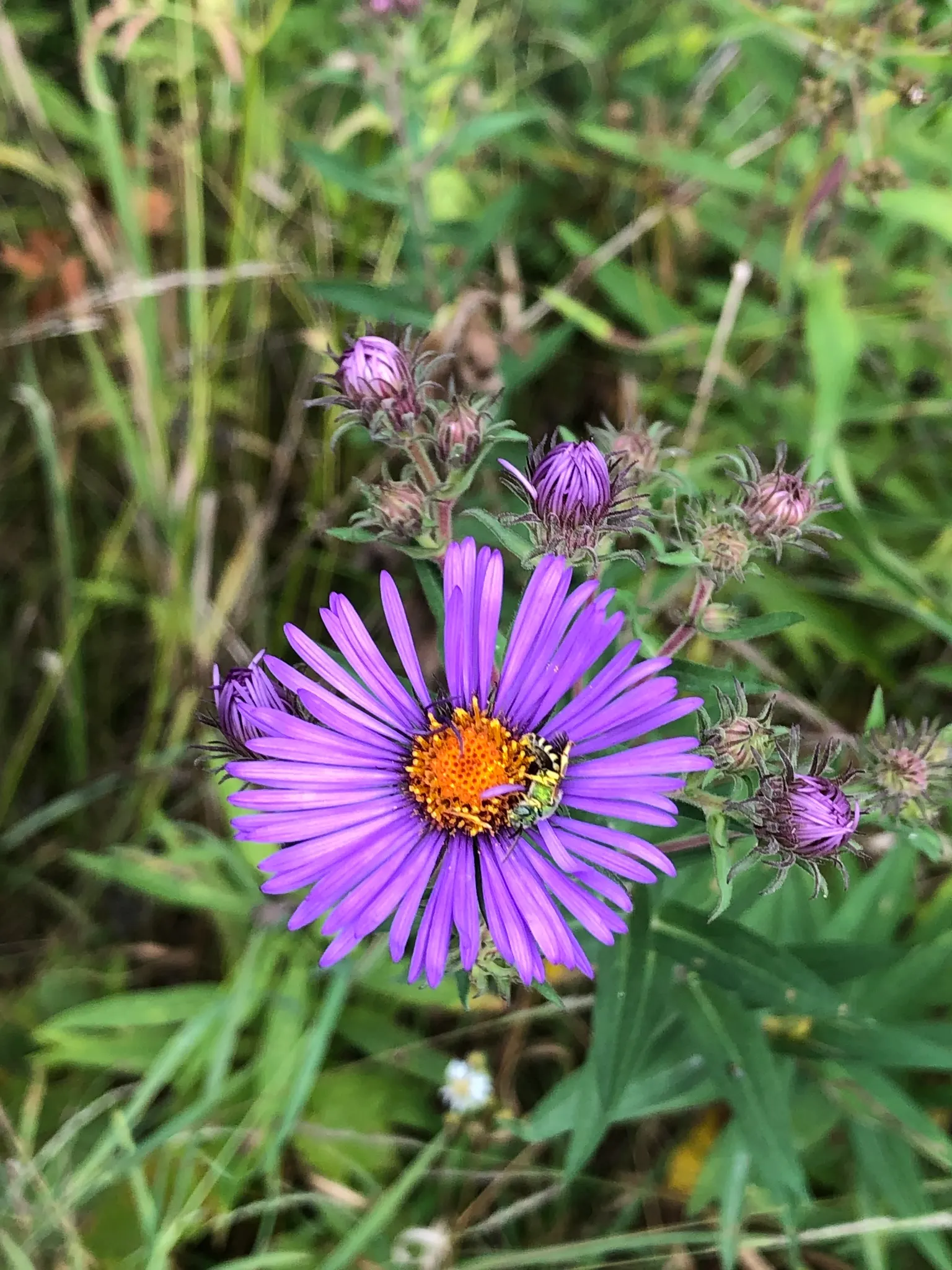 New England Aster (Aster Novae-Angliae) — it provides a dramatic splash of color leading up to the first frosts of winter; these flowers attract, image 57