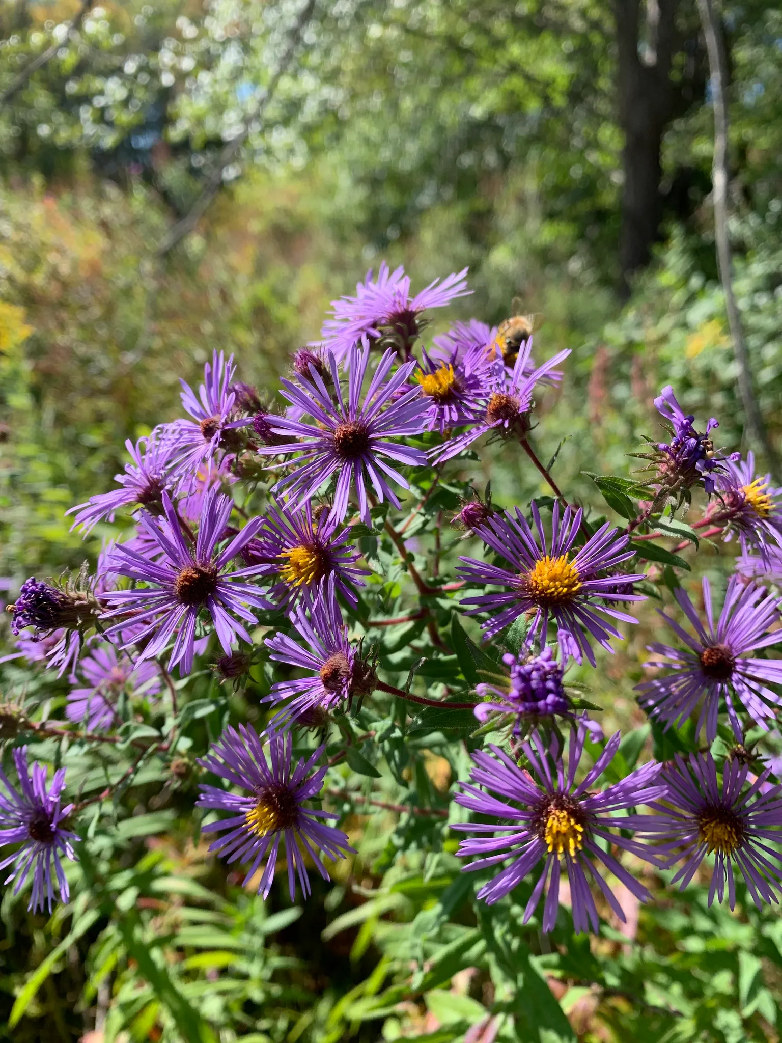 New England Aster (Aster Novae-Angliae) — These flowers attract pollinators and are ideal for borders or wildflower gardens; celebrated for its, image 51