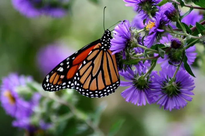 New England Aster (Aster Novae-Angliae) — Reaching heights of 3-6 feet with a spread of 2-3 feet; particularly attracting butterflies, image 72