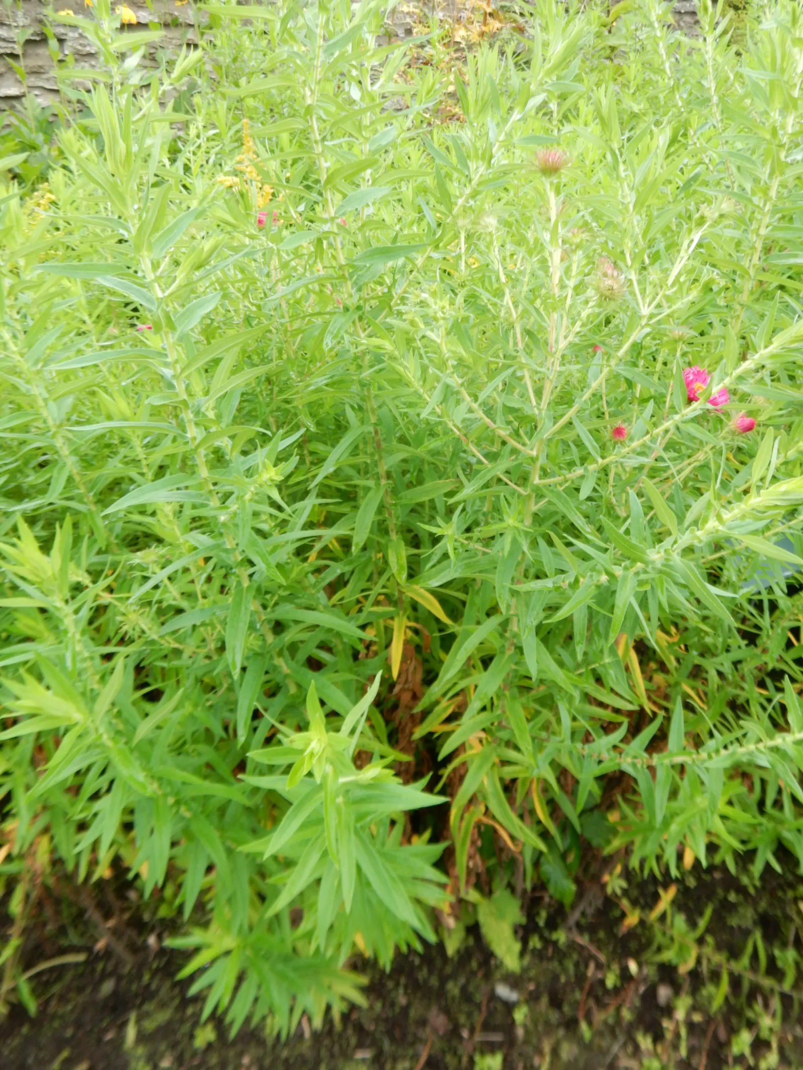 New England Aster (Aster Novae-Angliae) — The New England Aster (Aster novae-angliae) is a hardy perennial; it boasts vibrant purple to rose-hued blooms