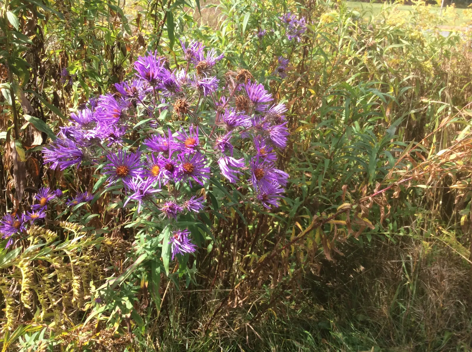 New England Aster (Aster Novae-Angliae) — offering late-season color and wildlife support; it prefers moist, well-drained soils with a pH that, image 75