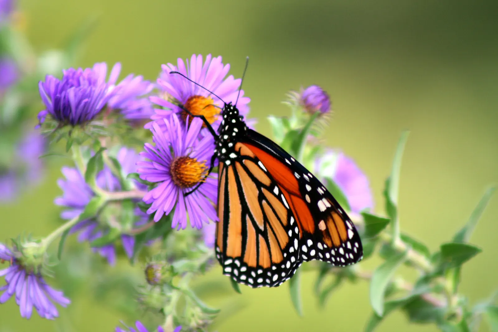 New England Aster (Aster Novae-Angliae) — making it a striking backdrop or a prominent feature in any garden design.<br><br>Robust and adaptable