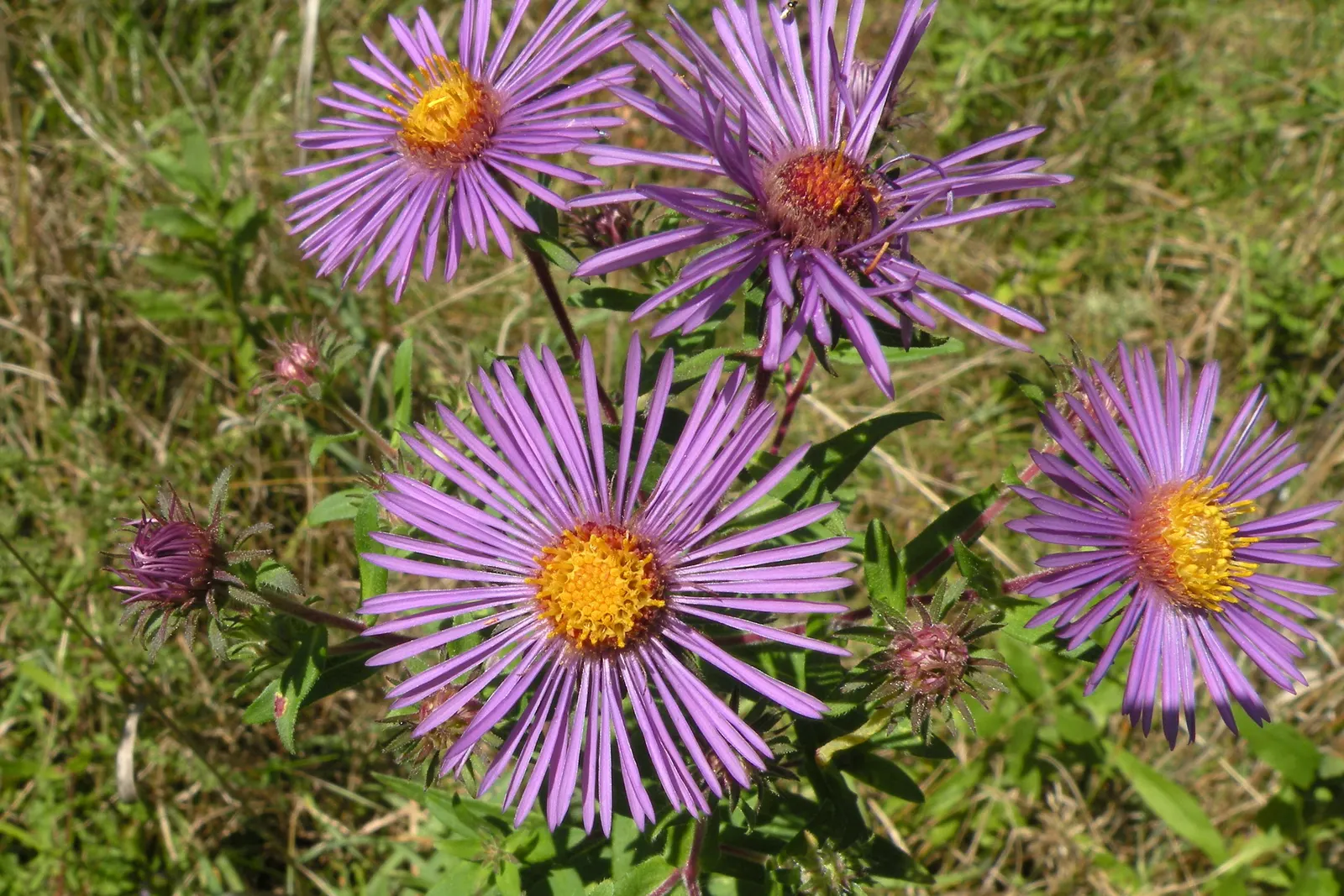 New England Aster (Aster Novae-Angliae) — occasional pruning may be necessary to maintain a tidy appearance; offering late-season color and, image 67