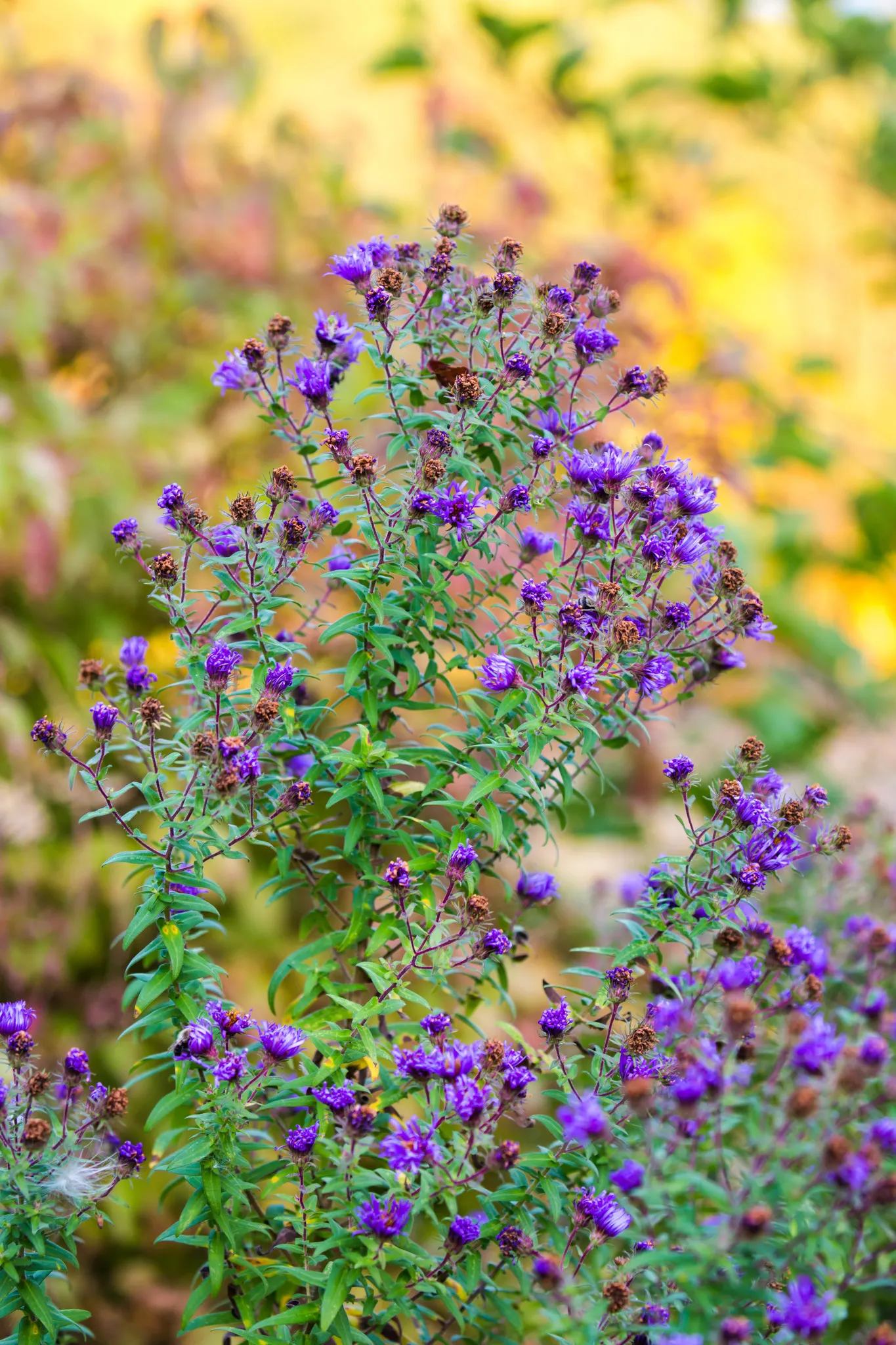 New England Aster (Aster Novae-Angliae) — supporting a symbiotic relationship with the region's native wildlife