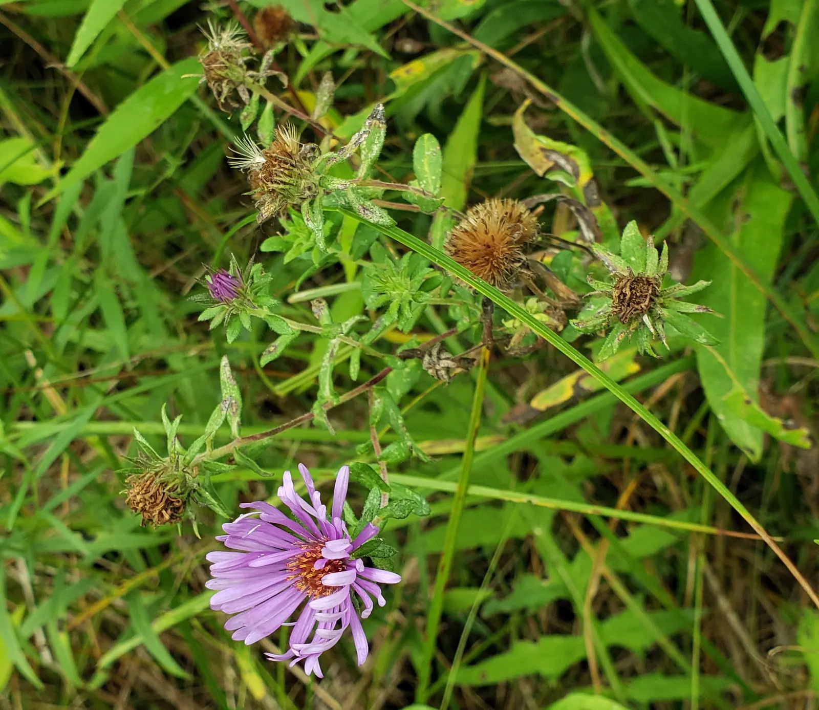 New England Aster (Aster Novae-Angliae) — perennial for full; given its height and potential for a bushy growth habit