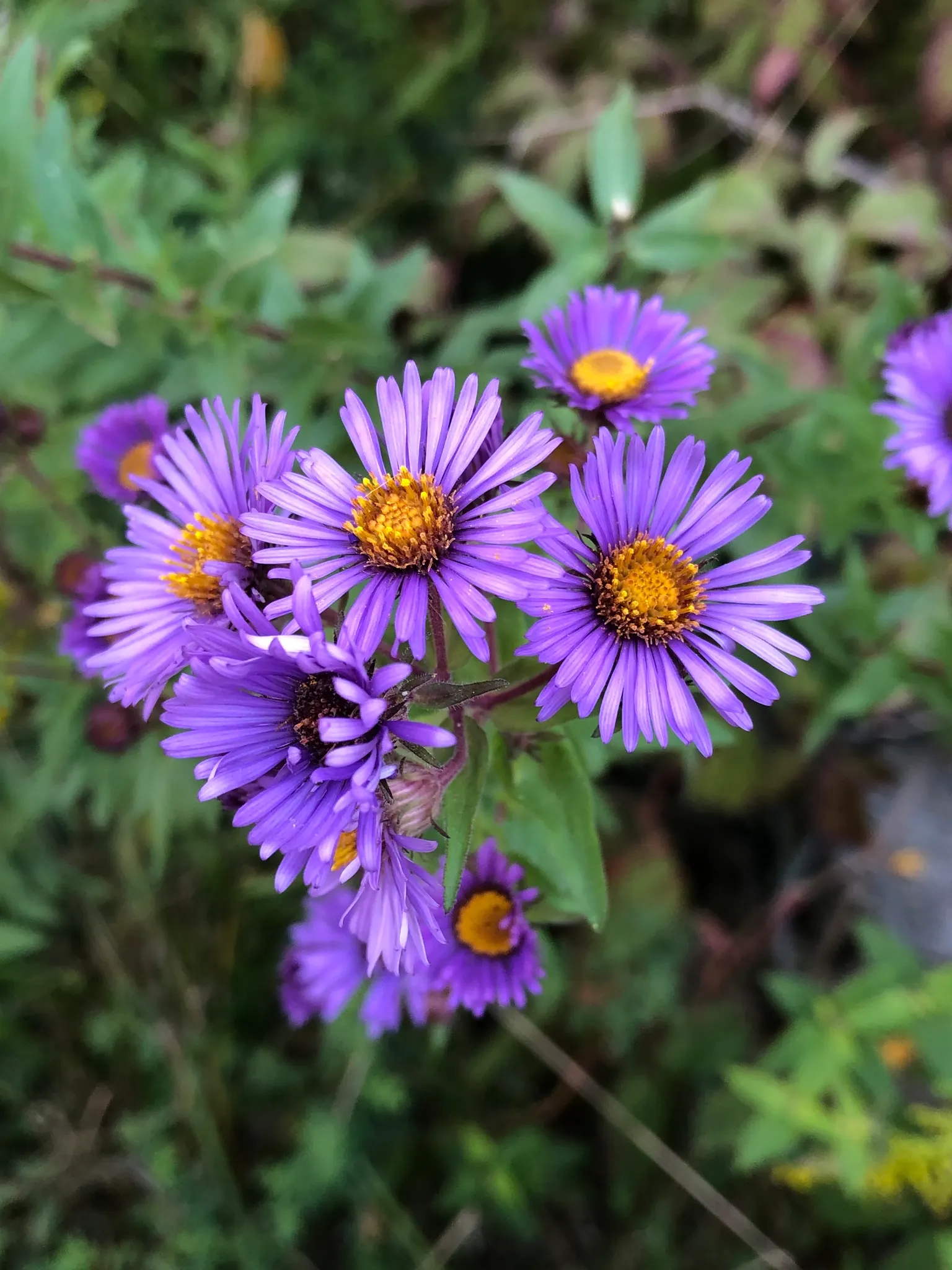 New England Aster (Aster Novae-Angliae) — the New England Aster thrives in full sunlight; reaching heights of 3-6 feet with a spread of 2-3 feet, image 83