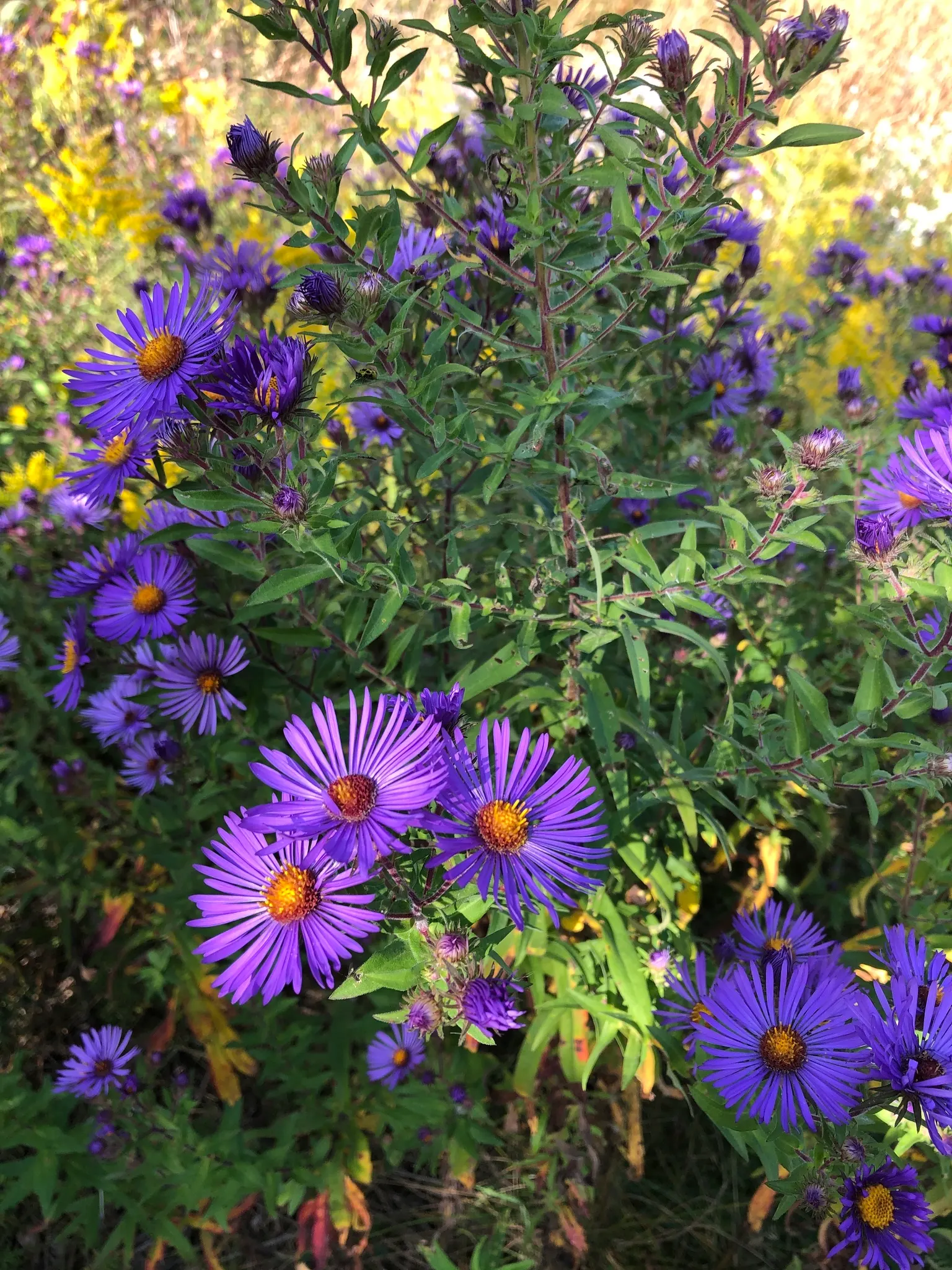 New England Aster (Aster Novae-Angliae) — supporting a symbiotic relationship with the region's native wildlife; making it a striking backdrop or a prominent