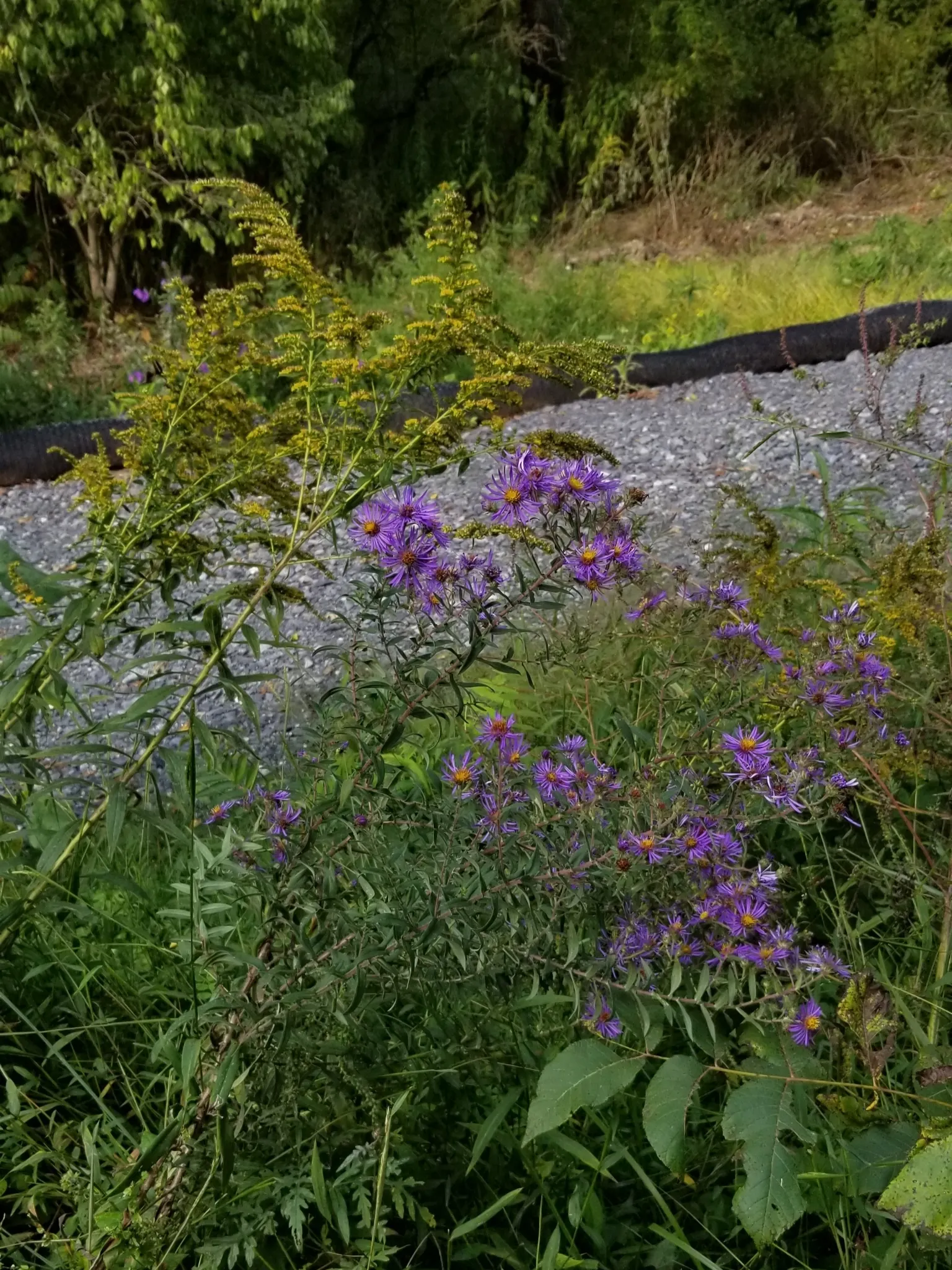 New England Aster (Aster Novae-Angliae) — Typically blooming in the late summer through fall; occasional pruning may be necessary to maintain a, image 56