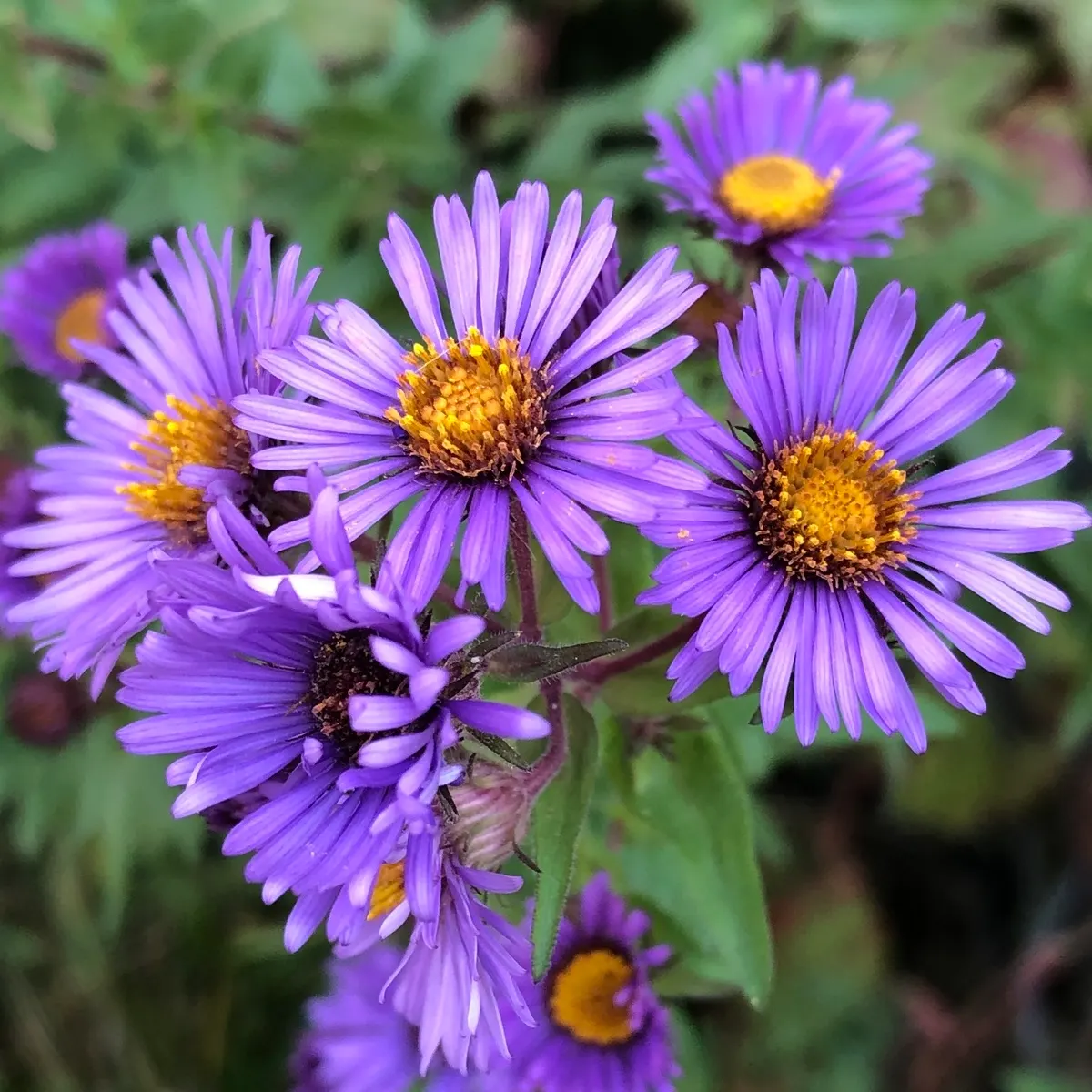 New England Aster (Aster Novae-Angliae) — It prefers moist, well-drained soils with a pH that ranges from mildly acidic to neutral; it's noteworthy for its