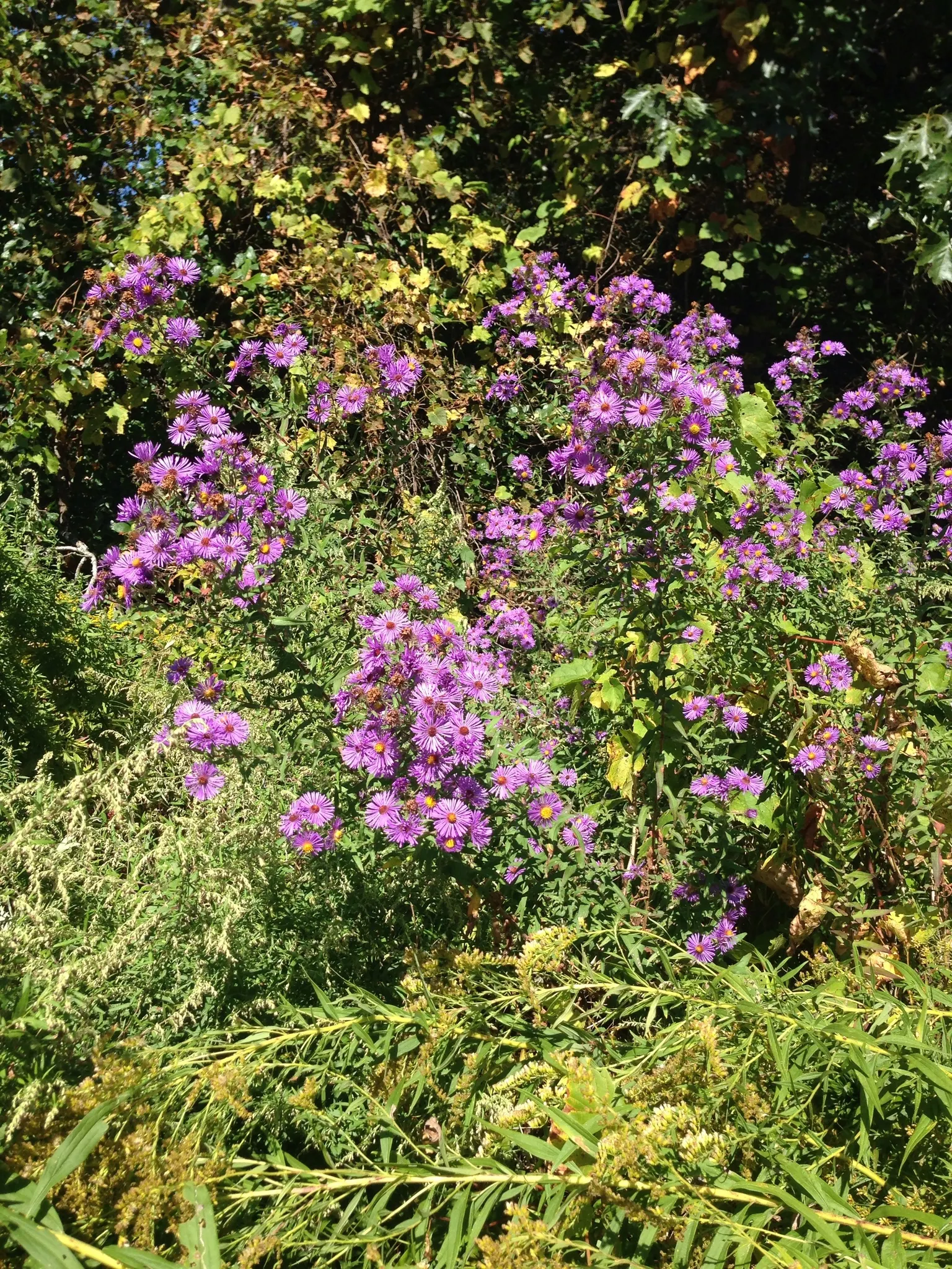 New England Aster (Aster Novae-Angliae) — but can also endure partial shade; typically blooming in the late summer through fall, image 61