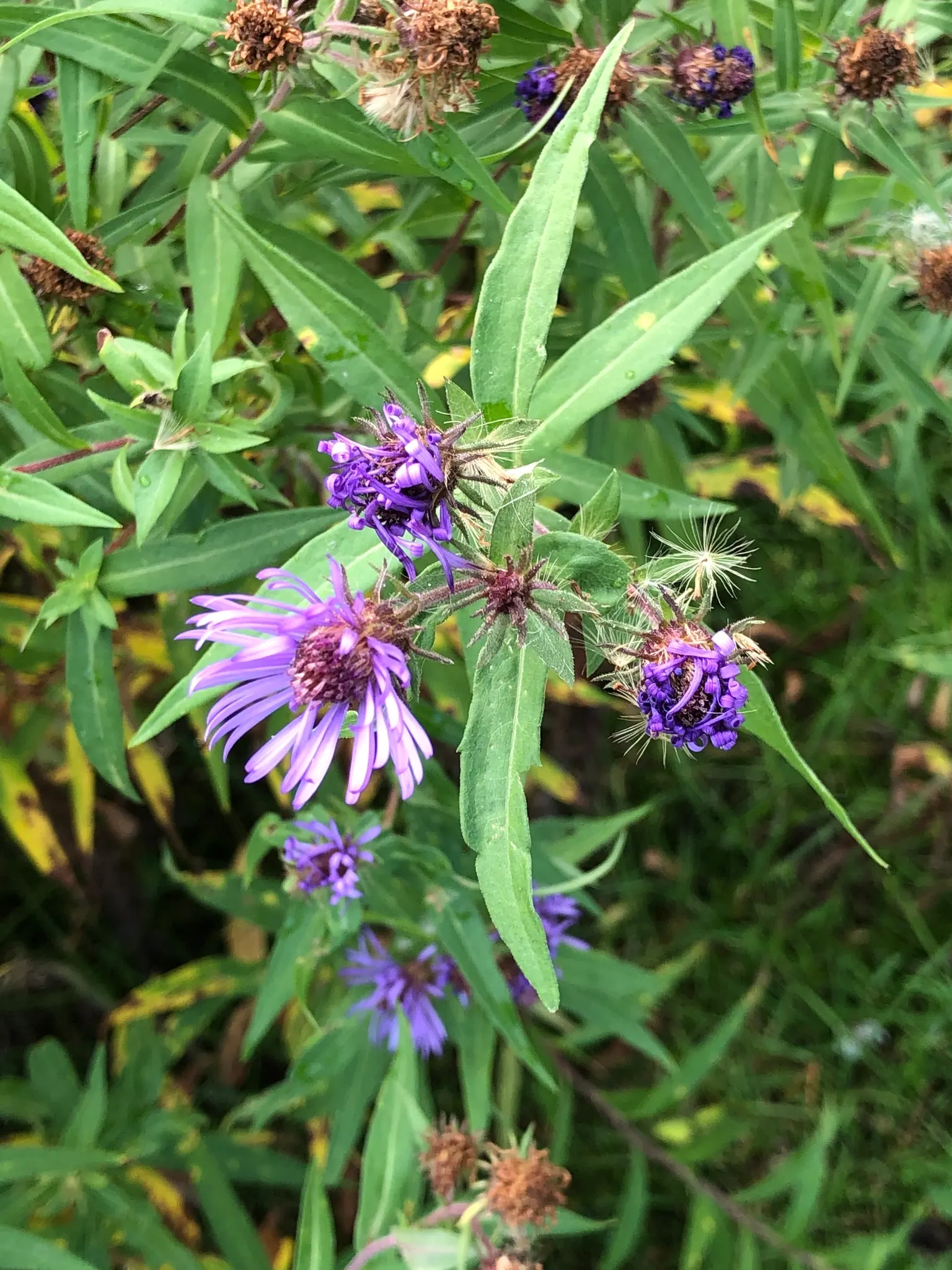 New England Aster (Aster Novae-Angliae) — These flowers attract pollinators and are ideal for borders or wildflower gardens; celebrated for its vibrant purple