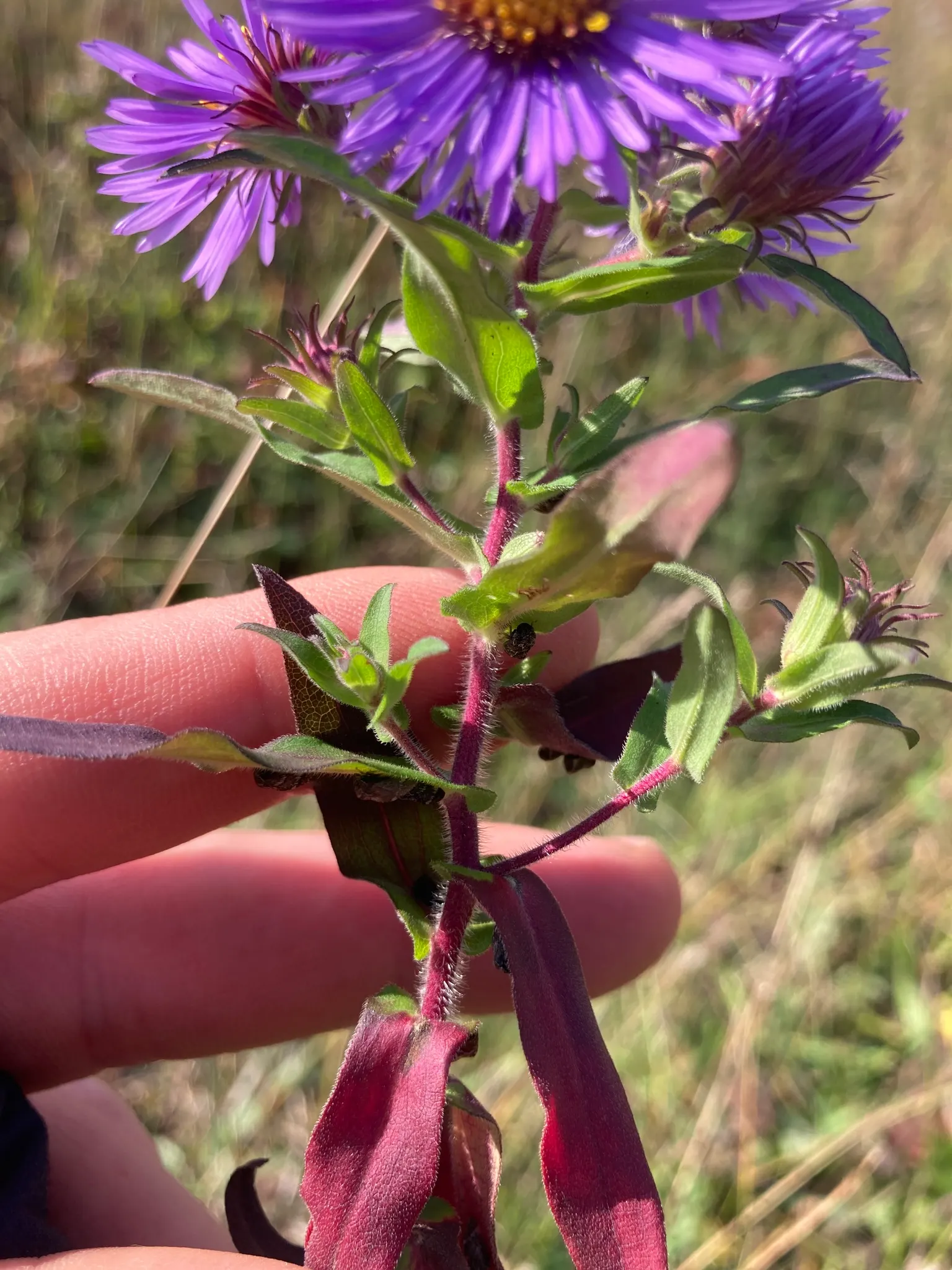 New England Aster (Aster Novae-Angliae) — the New England Aster thrives in full sunlight; reaching heights of 3-6 feet with a spread of 2-3 feet, image 60