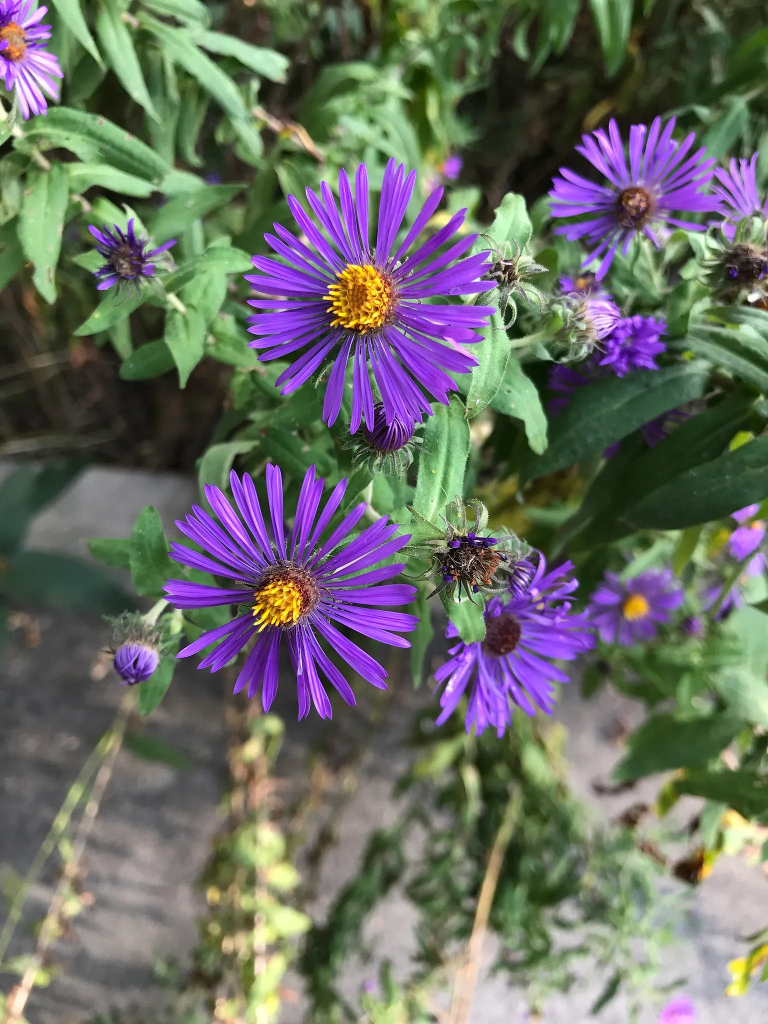 New England Aster (Aster Novae-Angliae) — The New England Aster (Aster novae-angliae) is a charismatic perennial; perennial for full, image 76