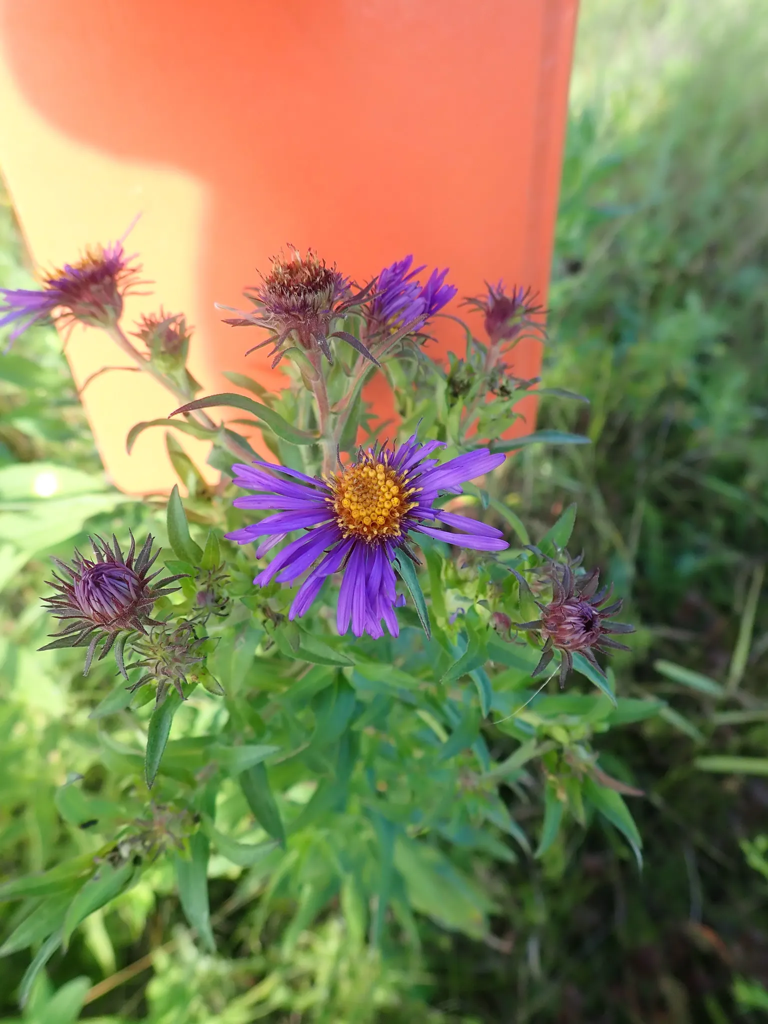New England Aster (Aster Novae-Angliae) — and flourishes in full sun to partial shade; it provides a dramatic splash of color leading up to the, image 48
