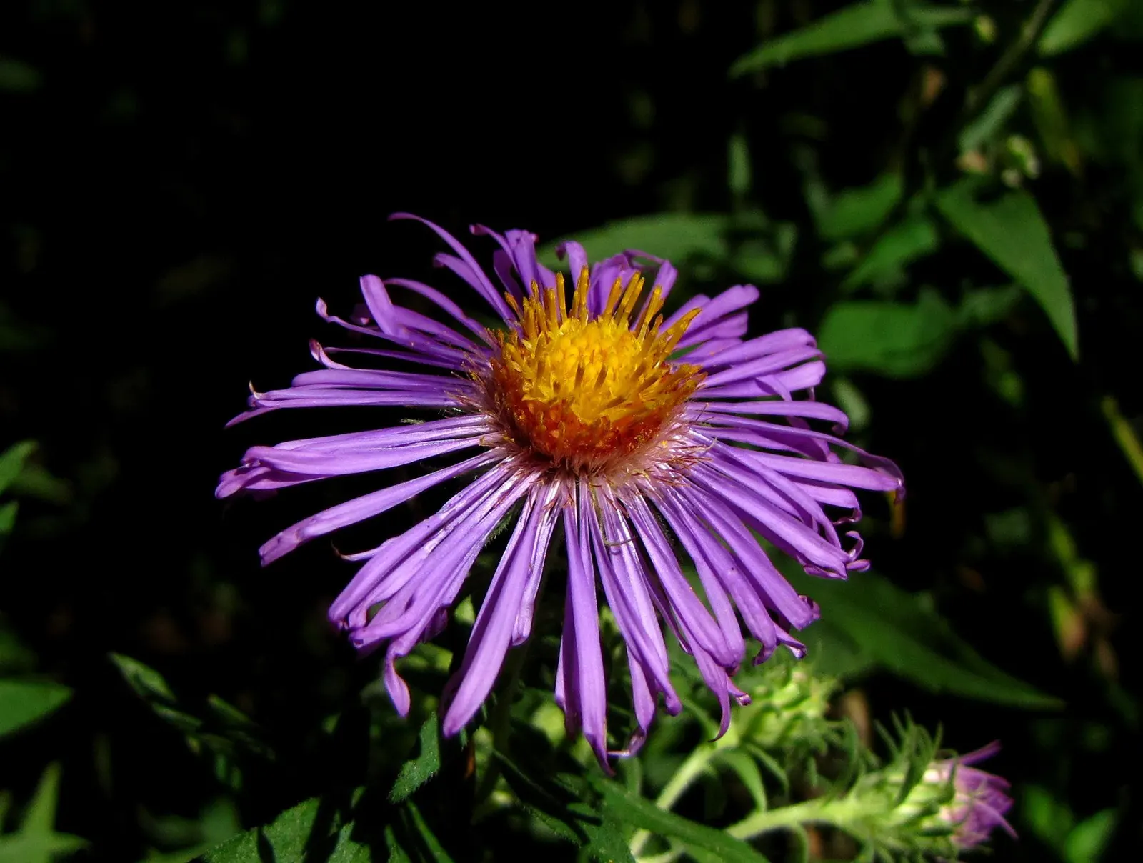 New England Aster (Aster Novae-Angliae) — making it a striking backdrop or a prominent feature in any garden design.<br><br>Robust and adaptable, image 151