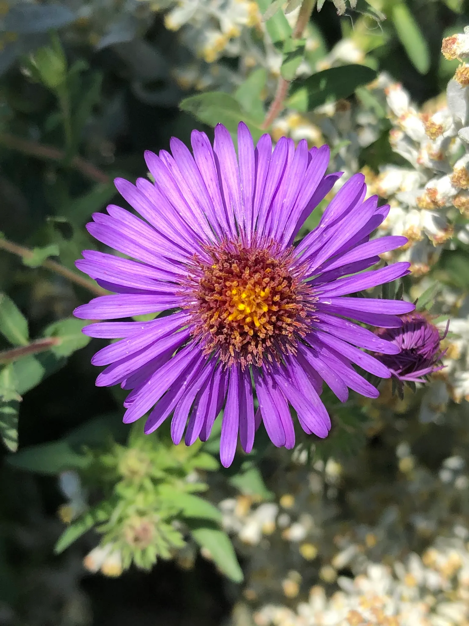 New England Aster (Aster Novae-Angliae) — The New England Aster (Aster novae-angliae) is a hardy perennial