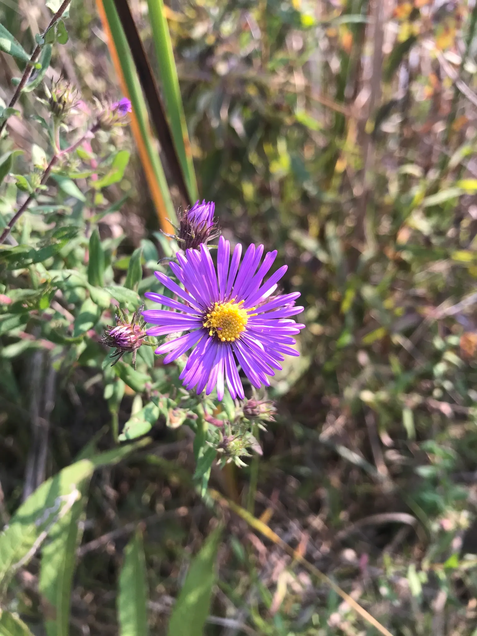 New England Aster (Aster Novae-Angliae) — making it a striking backdrop or a prominent feature in any garden design.<br><br>Robust and adaptable, image 59