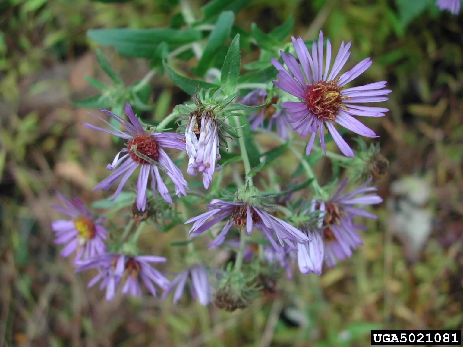 New England Aster (Aster Novae-Angliae) — it provides a dramatic splash of color leading up to the first frosts of winter; these flowers attract pollinators