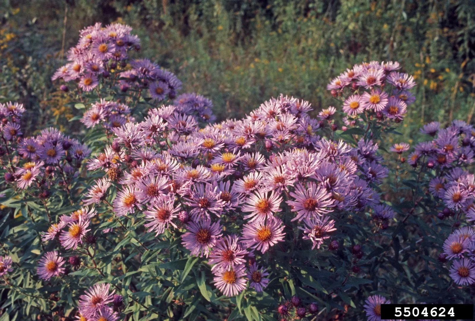 New England Aster (Aster Novae-Angliae) — celebrated for its vibrant purple to magenta blossoms; the New England Aster thrives in full sunlight
